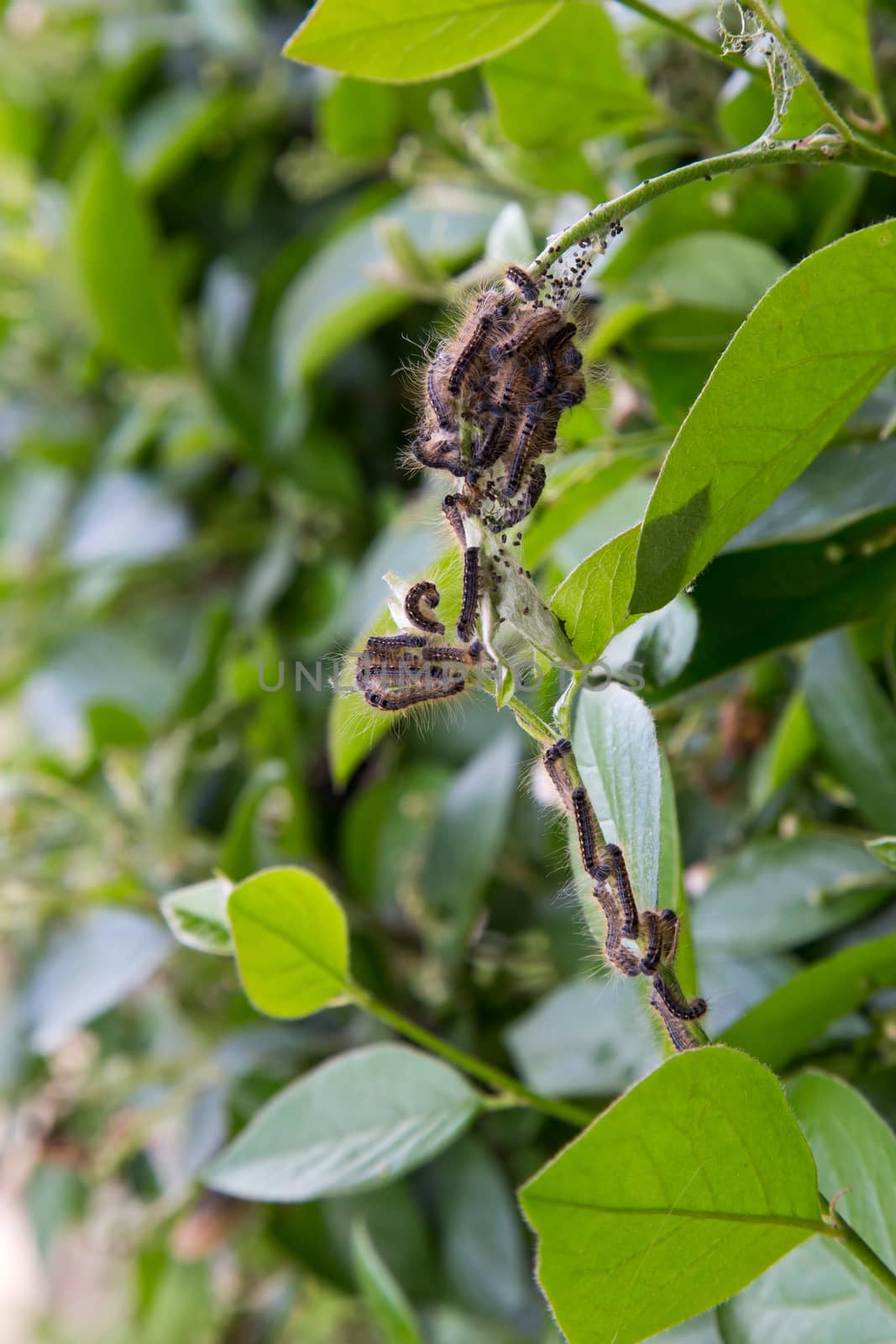 Multiple Tent Caterpillars on a Bush by rjamphoto