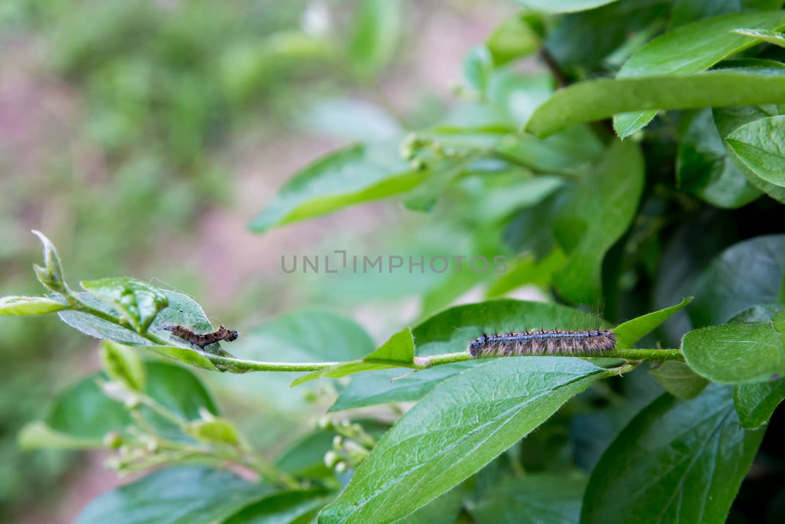 A single Tent Caterpillar on the twig of a bush,