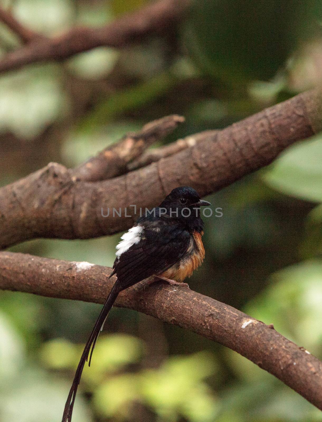 White crowned robin chat is a bird scientifically known as Cossypha albicapilla and found in Africa