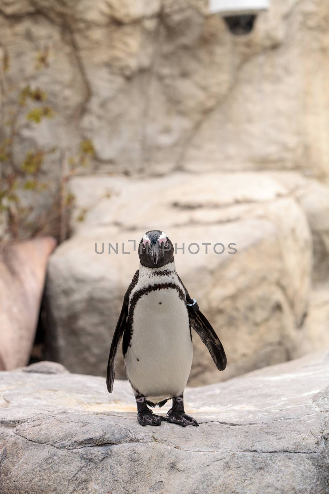 African Penguin Spheniscus demersus is an endangered bird found in South Africa