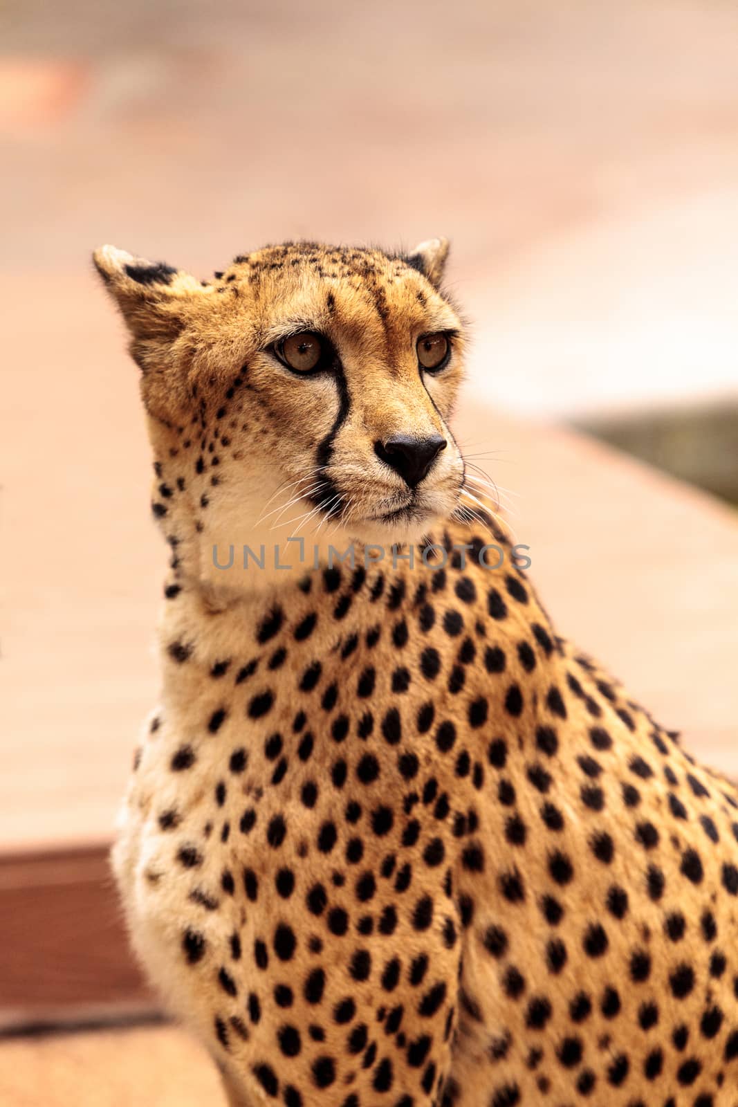 Beautiful spotted cheetah Acinonyx jubatus stands alert and watchful.