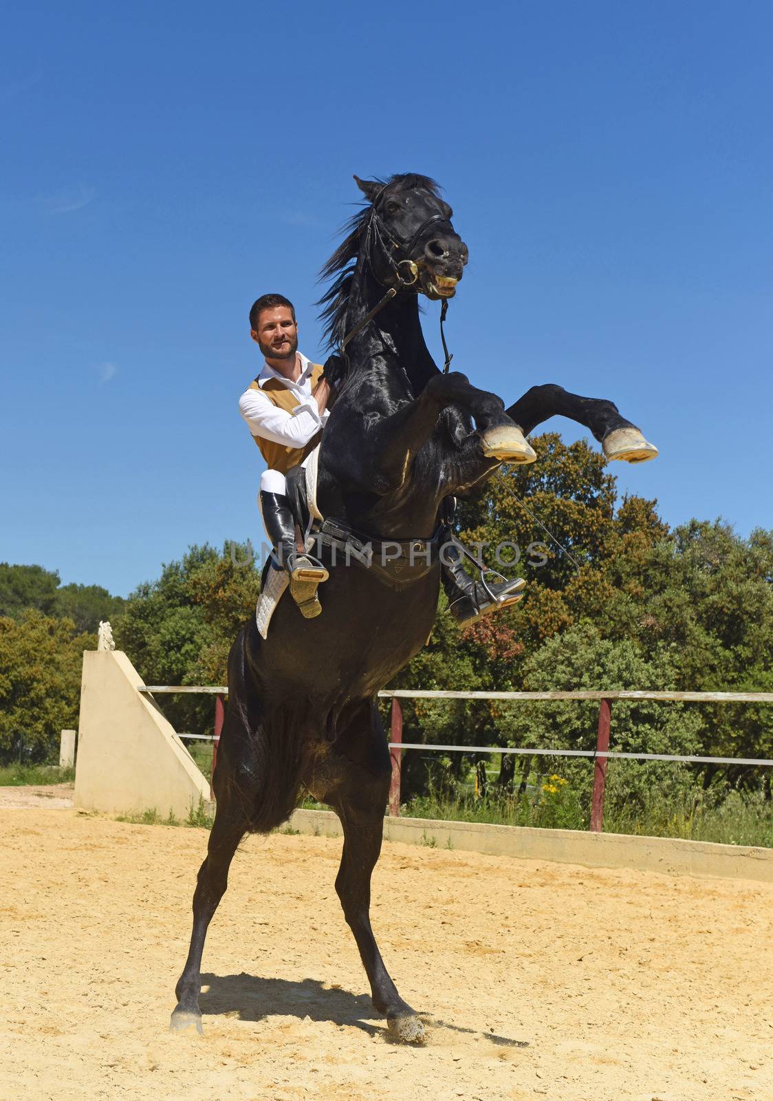 man and rearing stallion by cynoclub