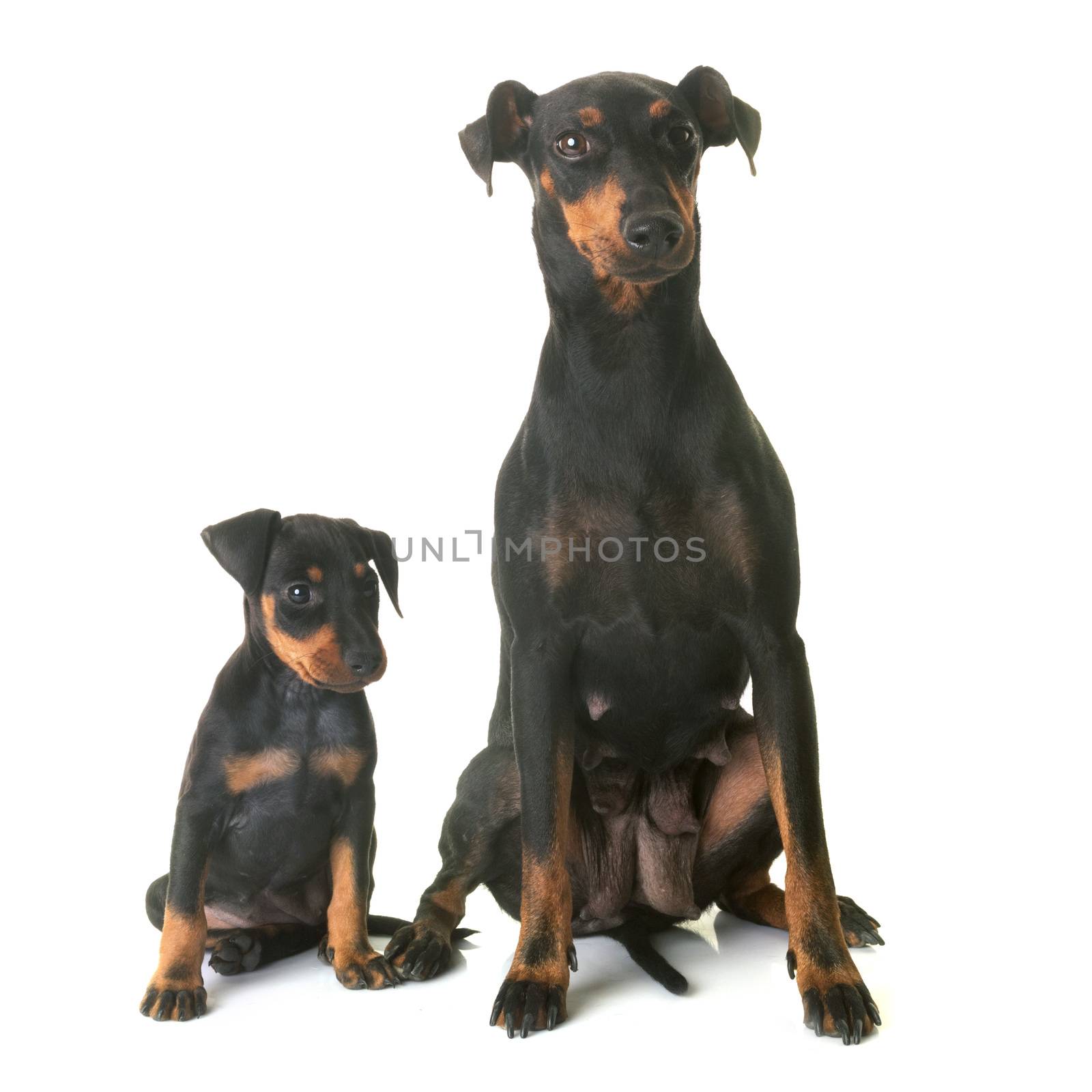 puppy manchester terrier and adult in front of white background
