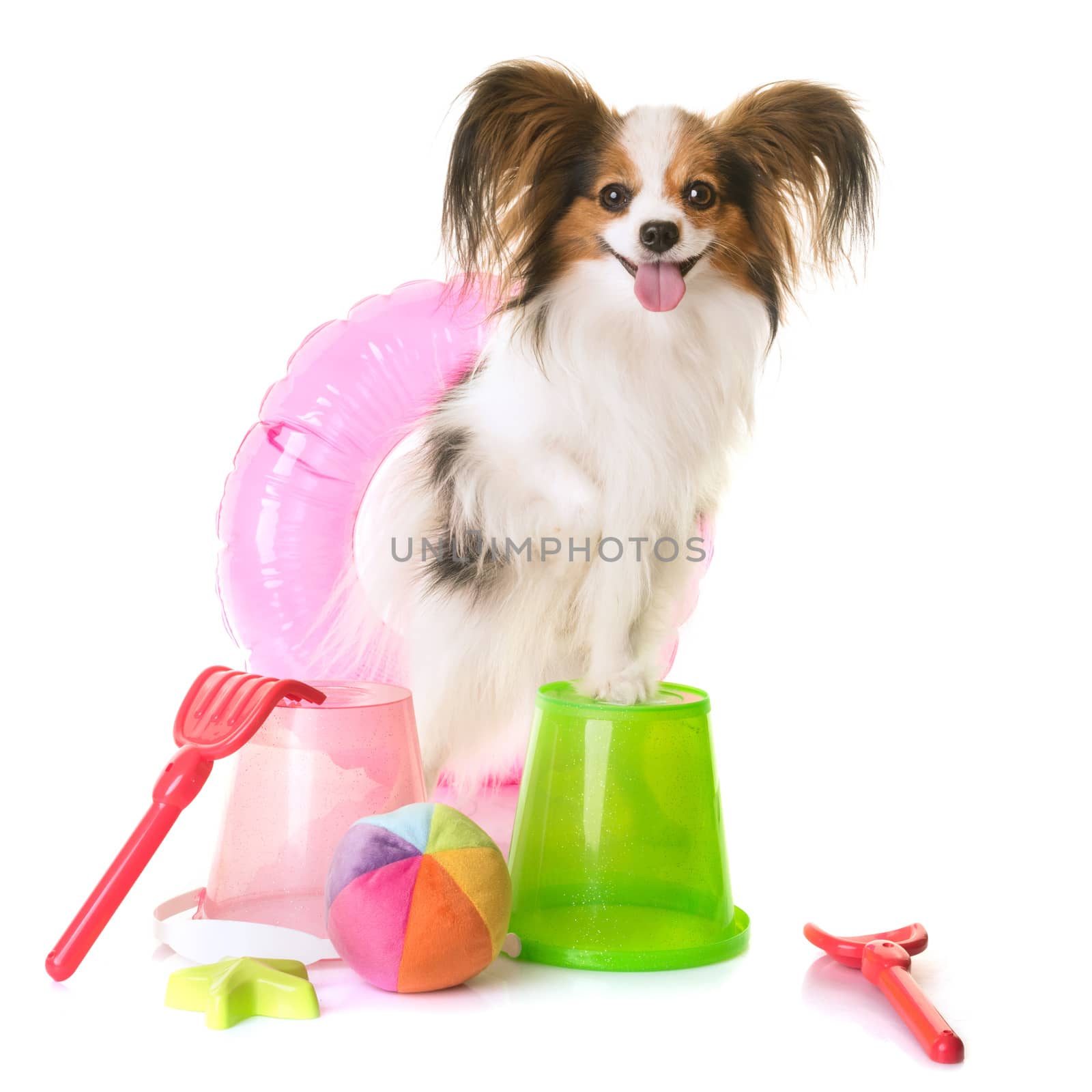 papillon dog in holiday in front of white background