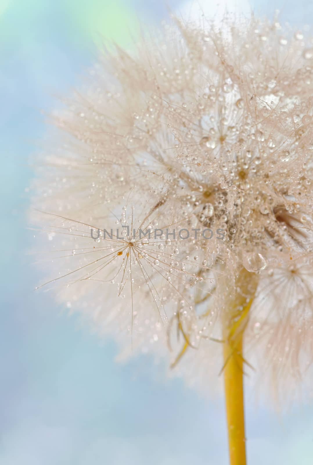Dandelion seeds - fluffy blowball by mady70