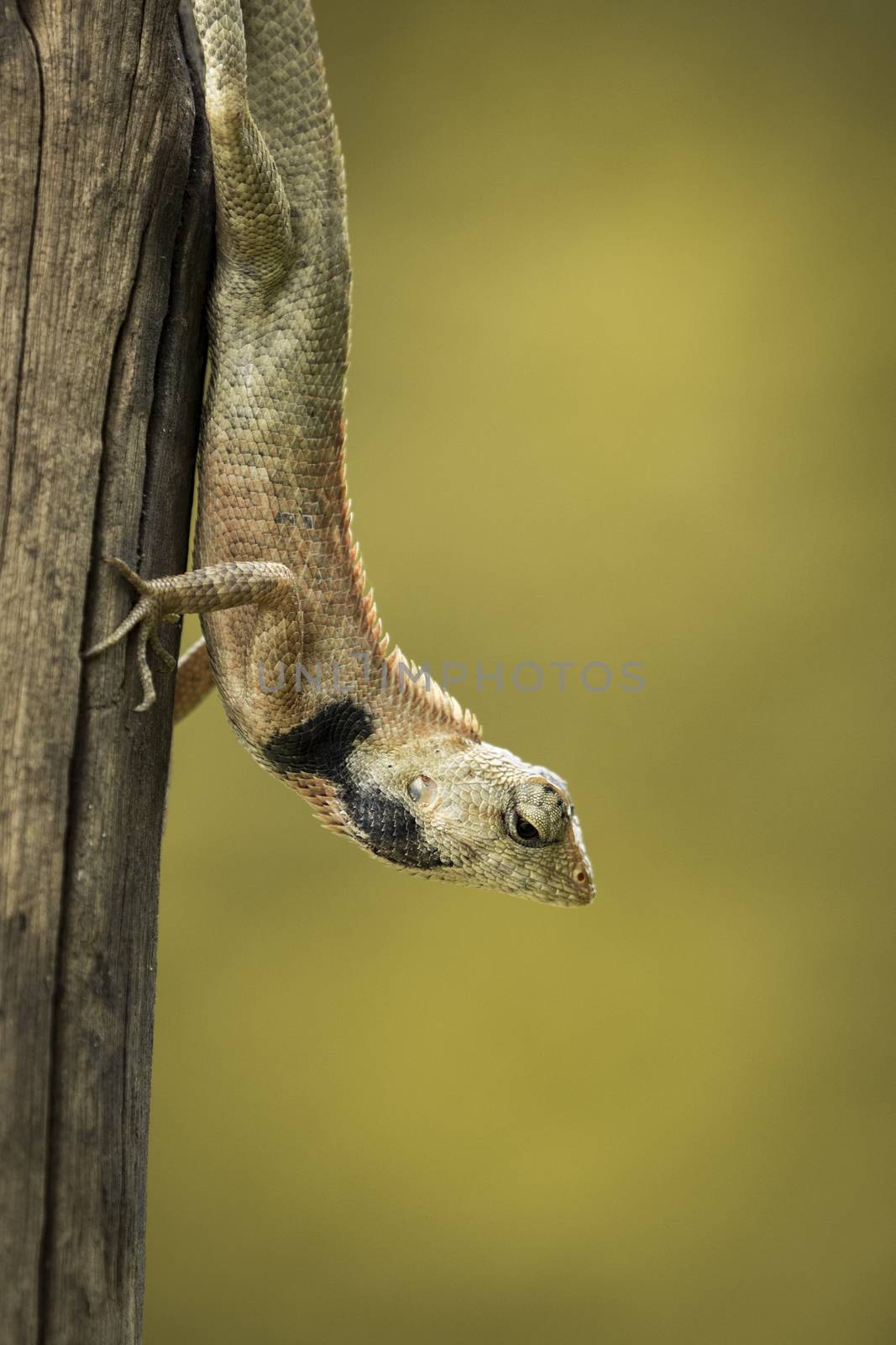 Image of chameleon on nature background. Reptile