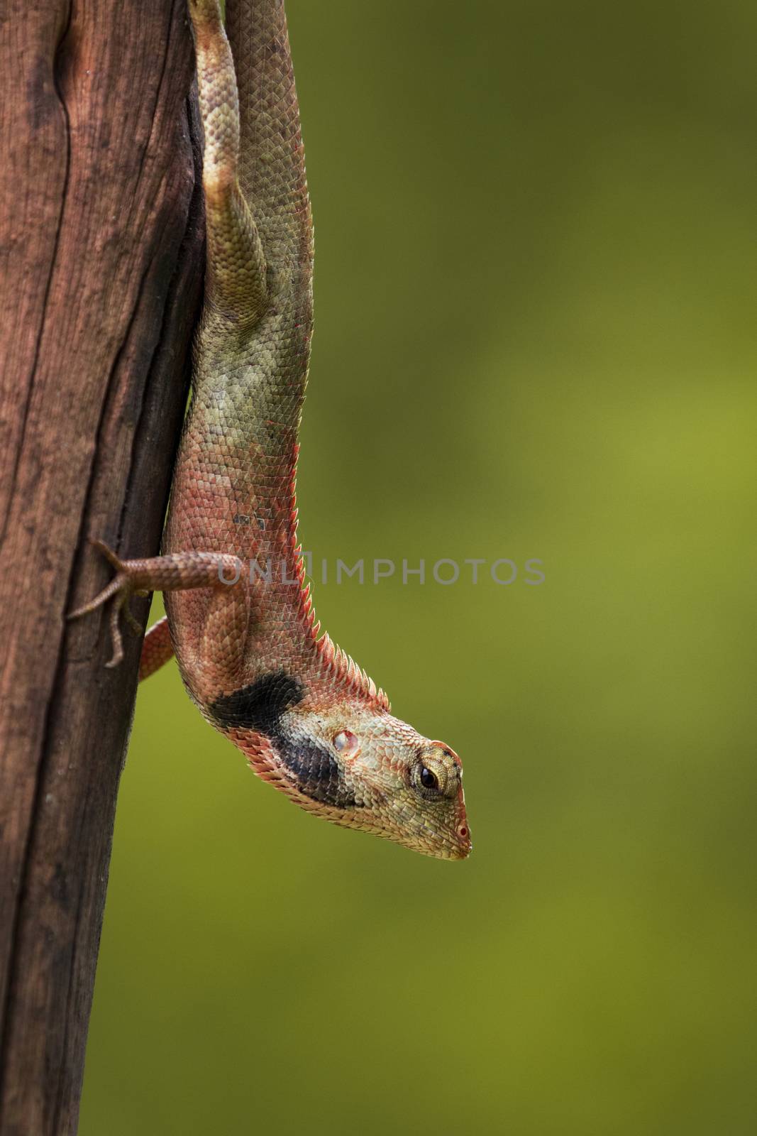 Image of chameleon on nature background. Reptile