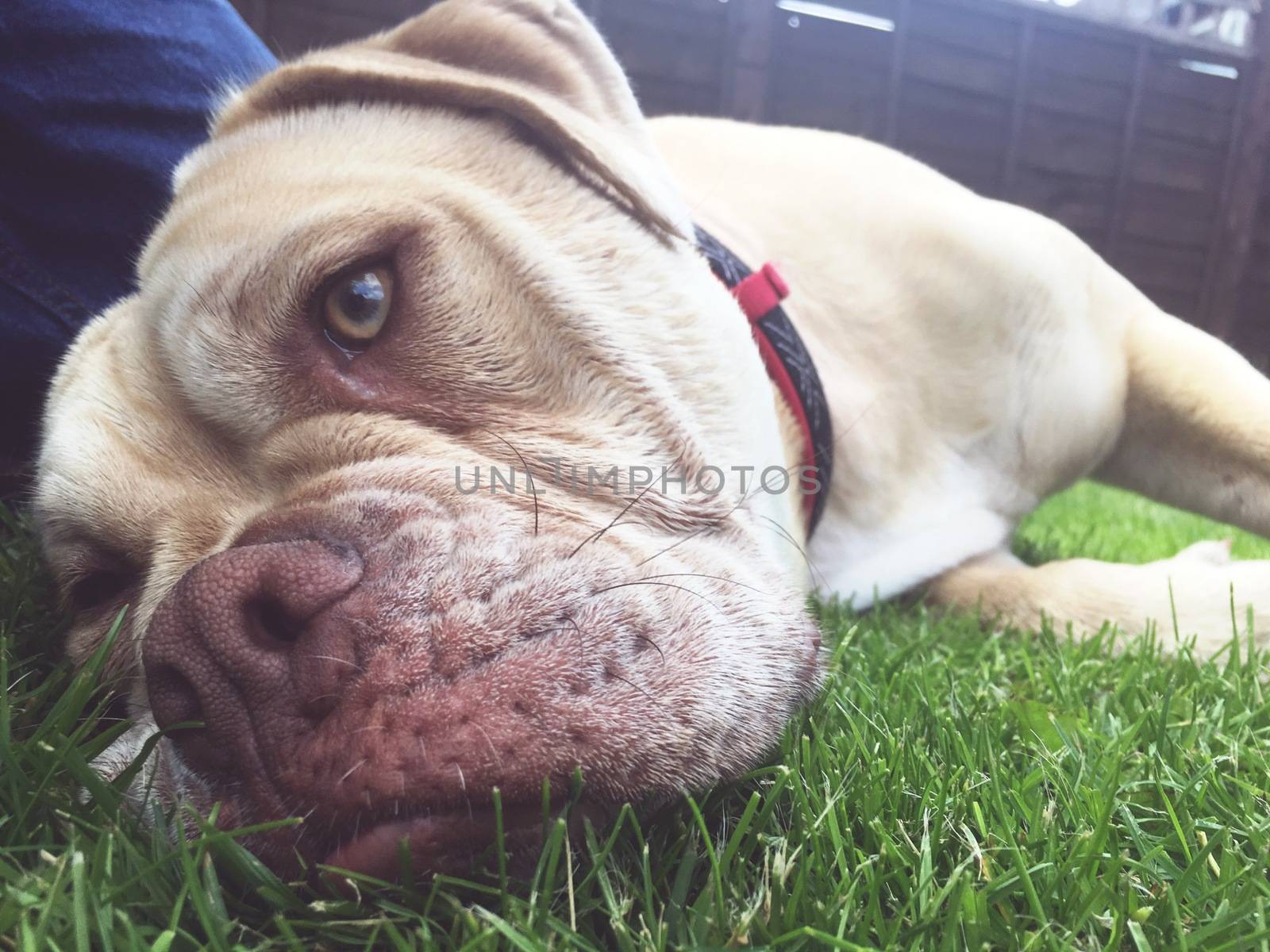 an olde tyme bulldog female dog laying on the grass