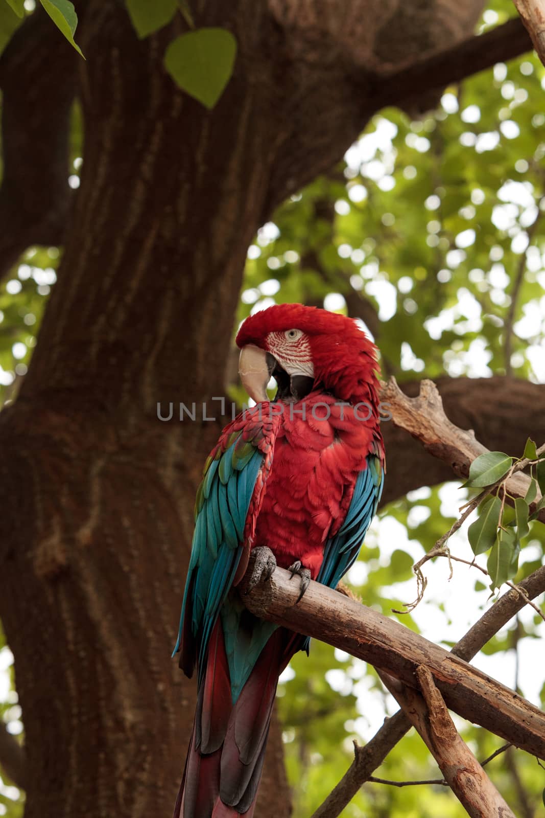 Green wing macaw Ara chloropterus is a colorful bird found in South America
