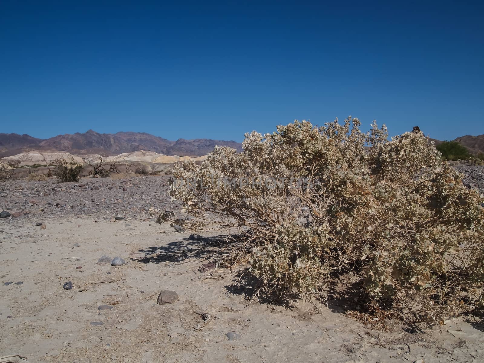 Image of Mountains, dry tree and desert landscape with blue sky. Death Valley National park, USA