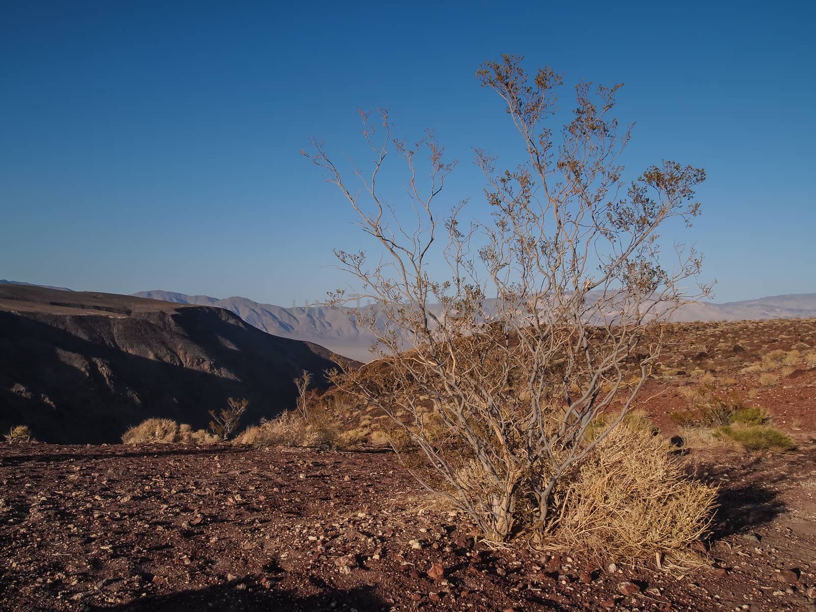 Mountains, dry tree and desert landscape by simpleBE
