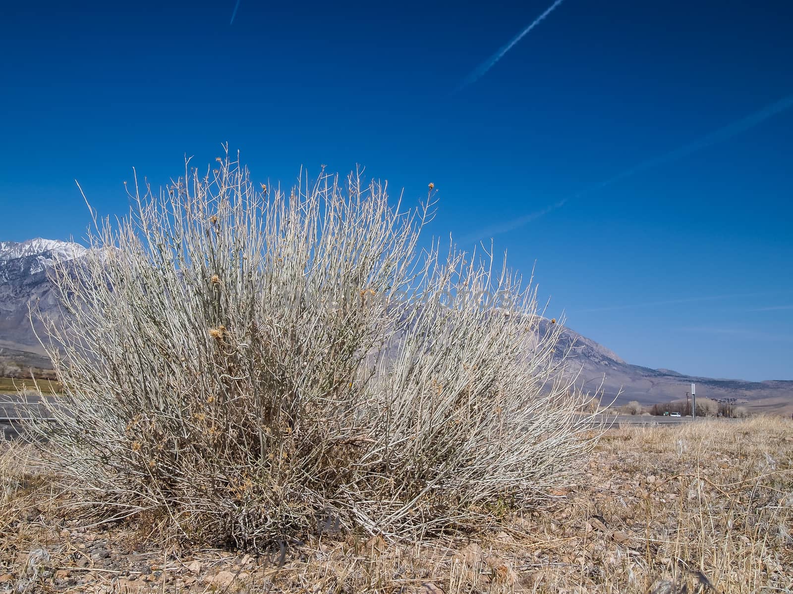 Tree ,snow capped mountains, blue sky, Desert landscape in California , USA