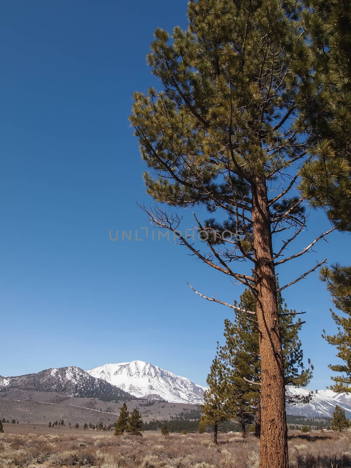Pine tree , snow capped mountain landscape by simpleBE