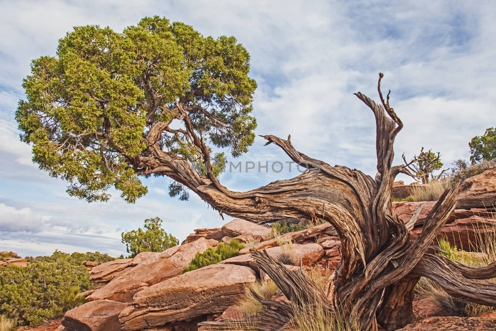 Utah Juniper at Grand View by kobus_peche