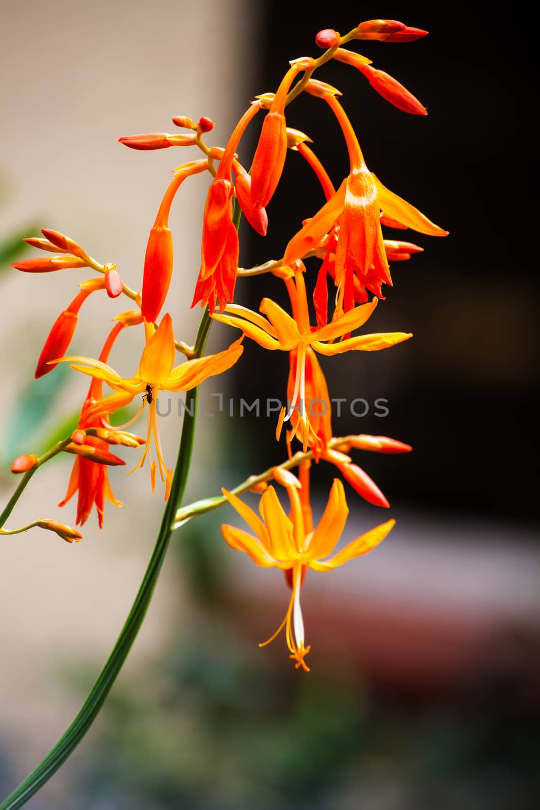 Crocosmia aurea a very attractive garden plant with a number of bright orange flowers in a full spike at the end of the flower stalk. The tall stalks make it desirable in a vase as a cut flower.