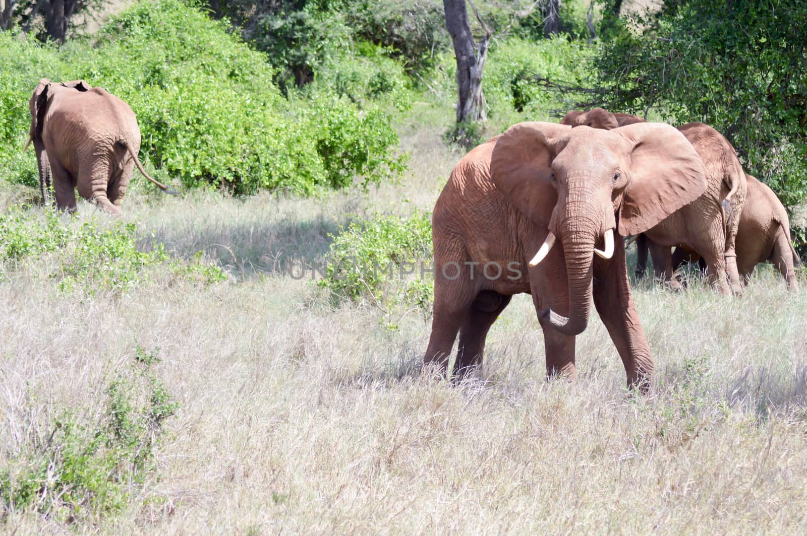 Red Elephant isolated in the savannah of Tsavo East park in Kenya