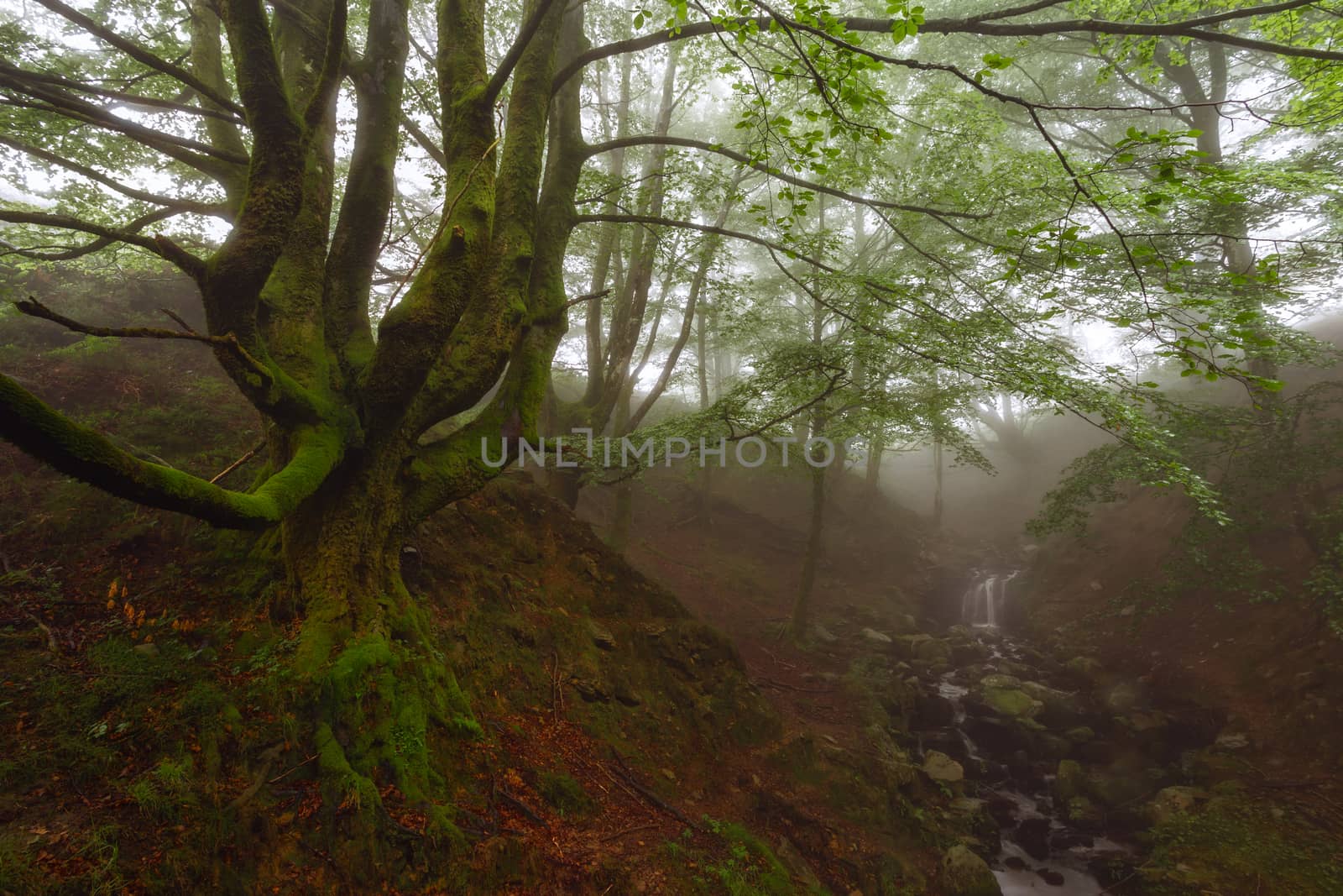 Belasutegi forest at Gorbea Natural Park