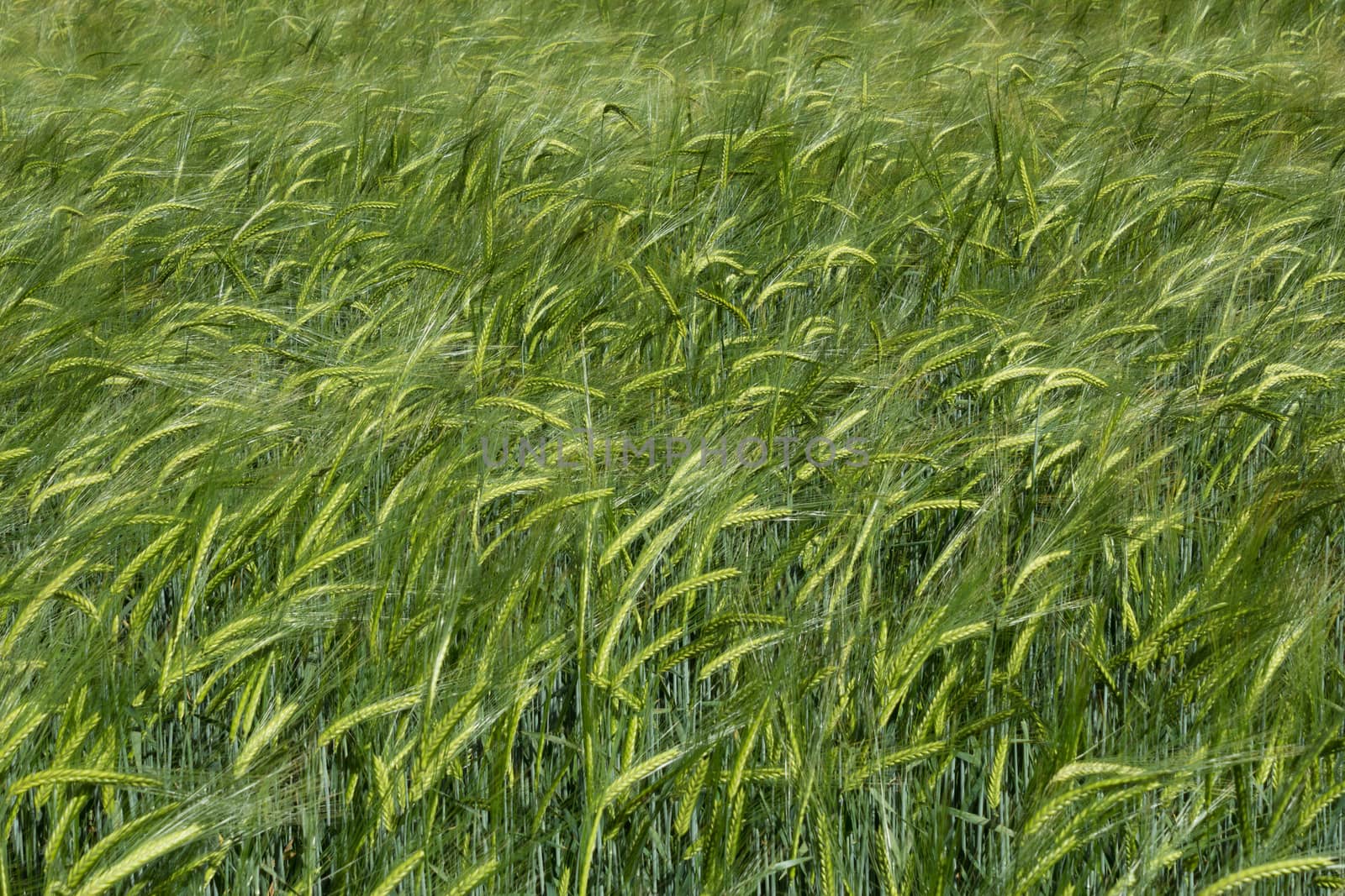 A cereal field close up ripening in the summer sun in Berkshire England