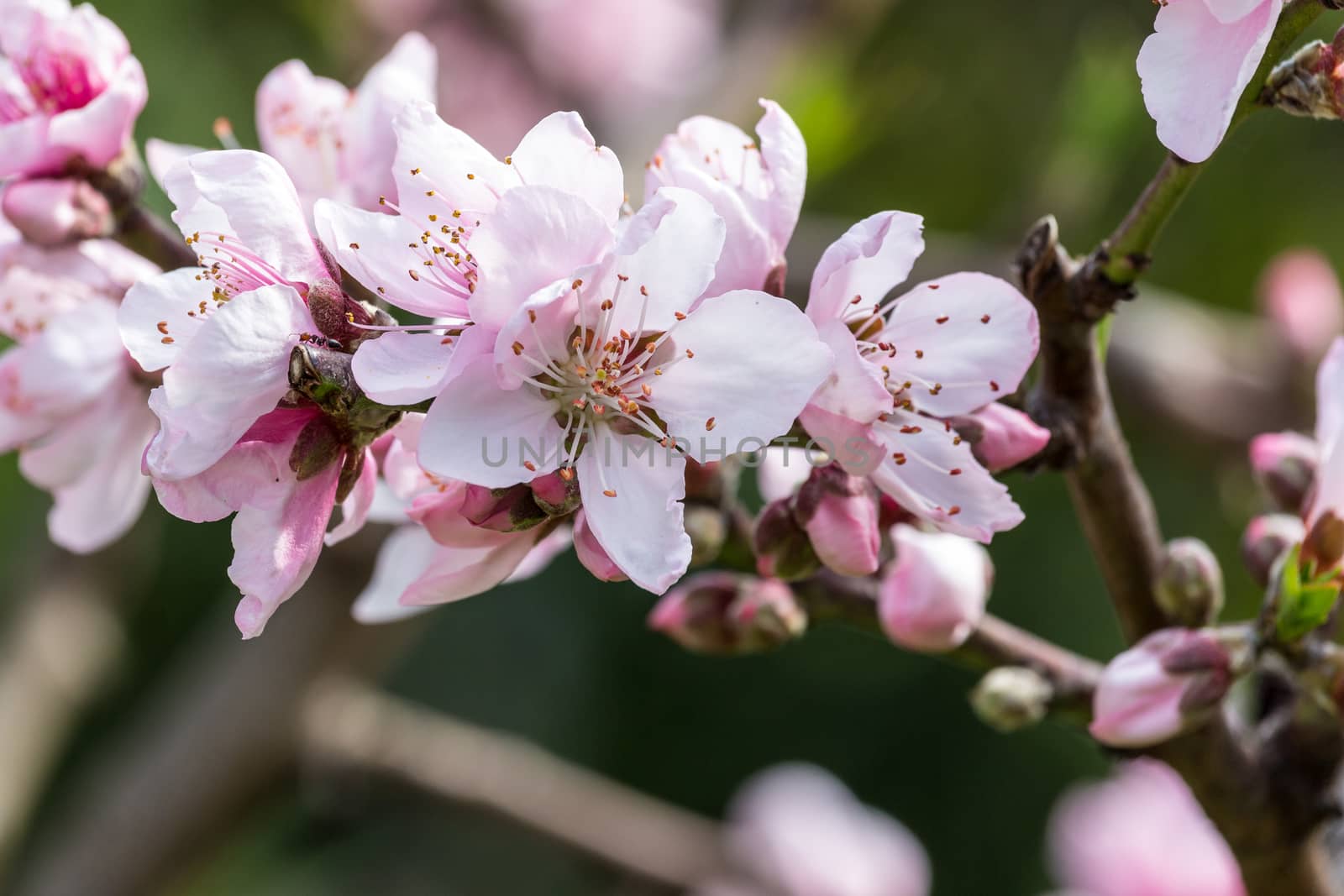 Detail of peach blossom in spring time.