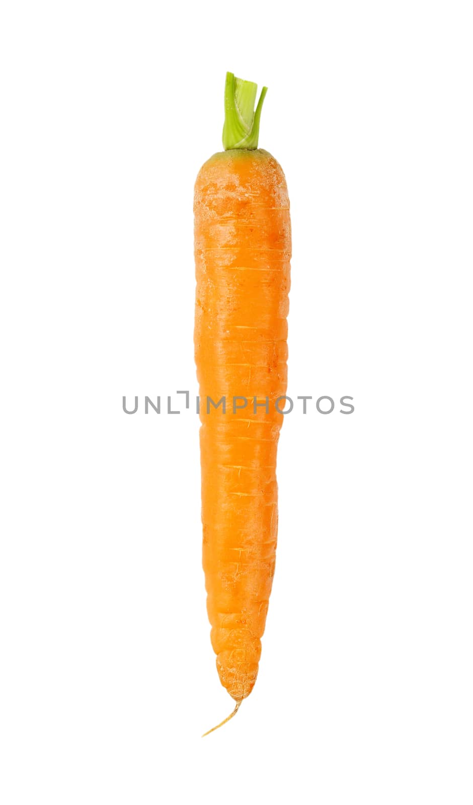 fresh long carrot on white background