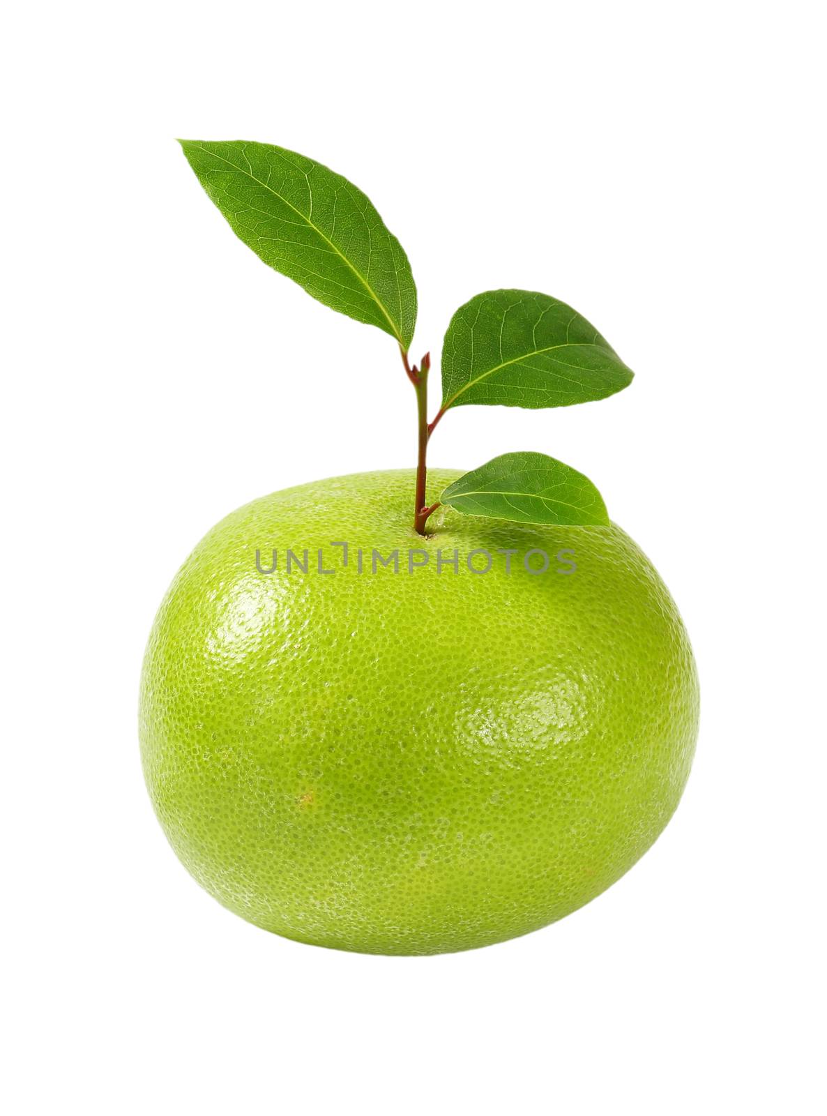 ripe green grapefruit with leaves on white background