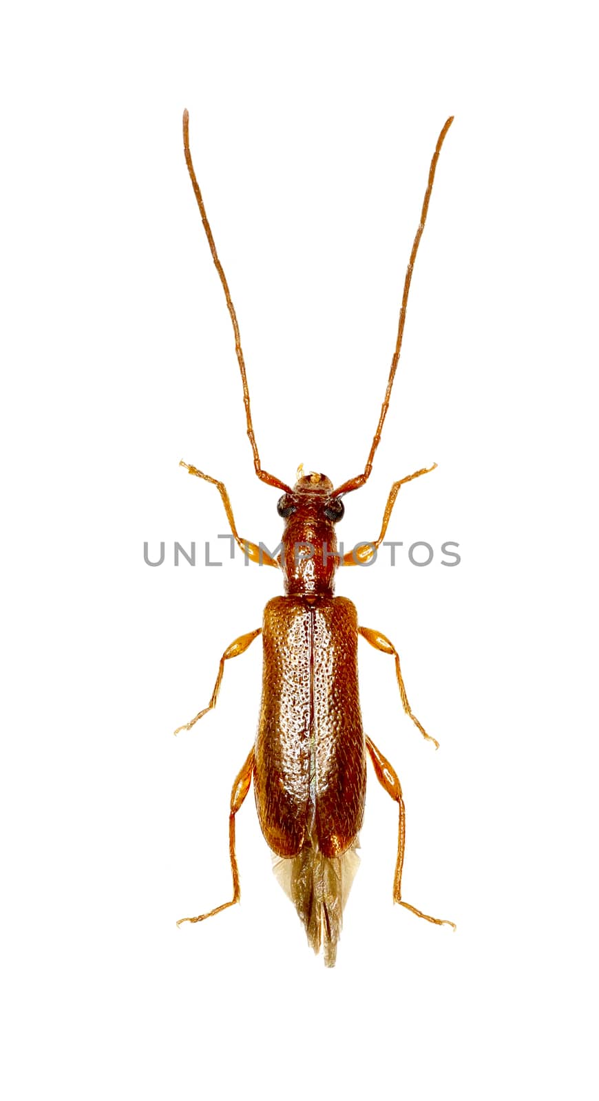 Brown Longhorn Beetle Obrium on white Background  -  Obrium brunneum (Fabricius 1792) by gstalker