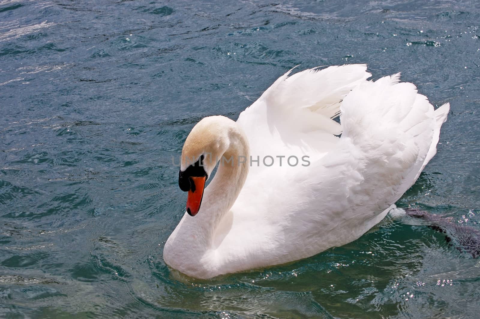 White Swan on the Lake close up