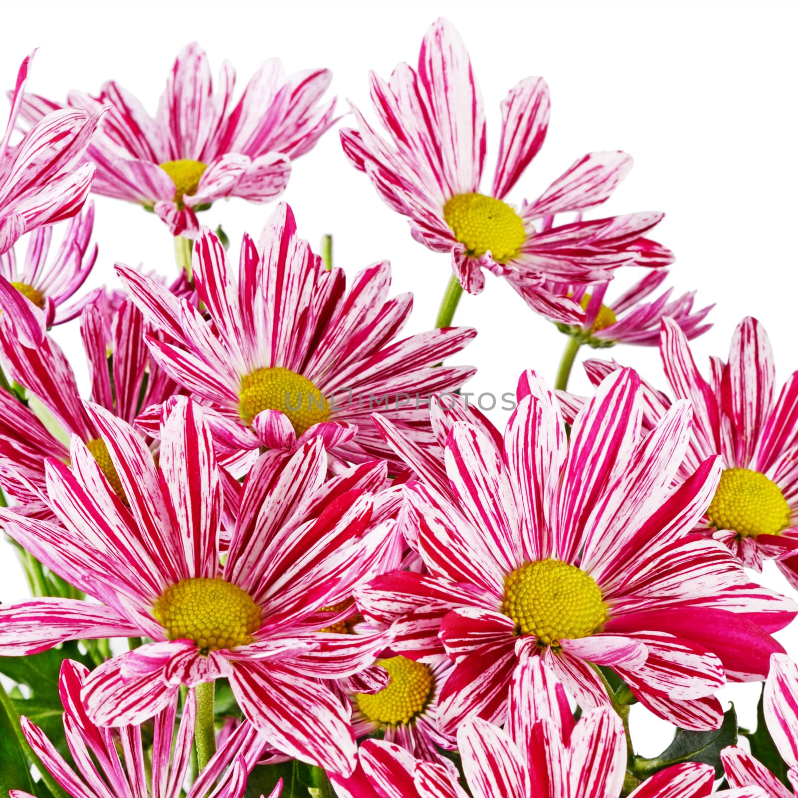 Flower pink chrysanthemums on a white background by SvetaVo