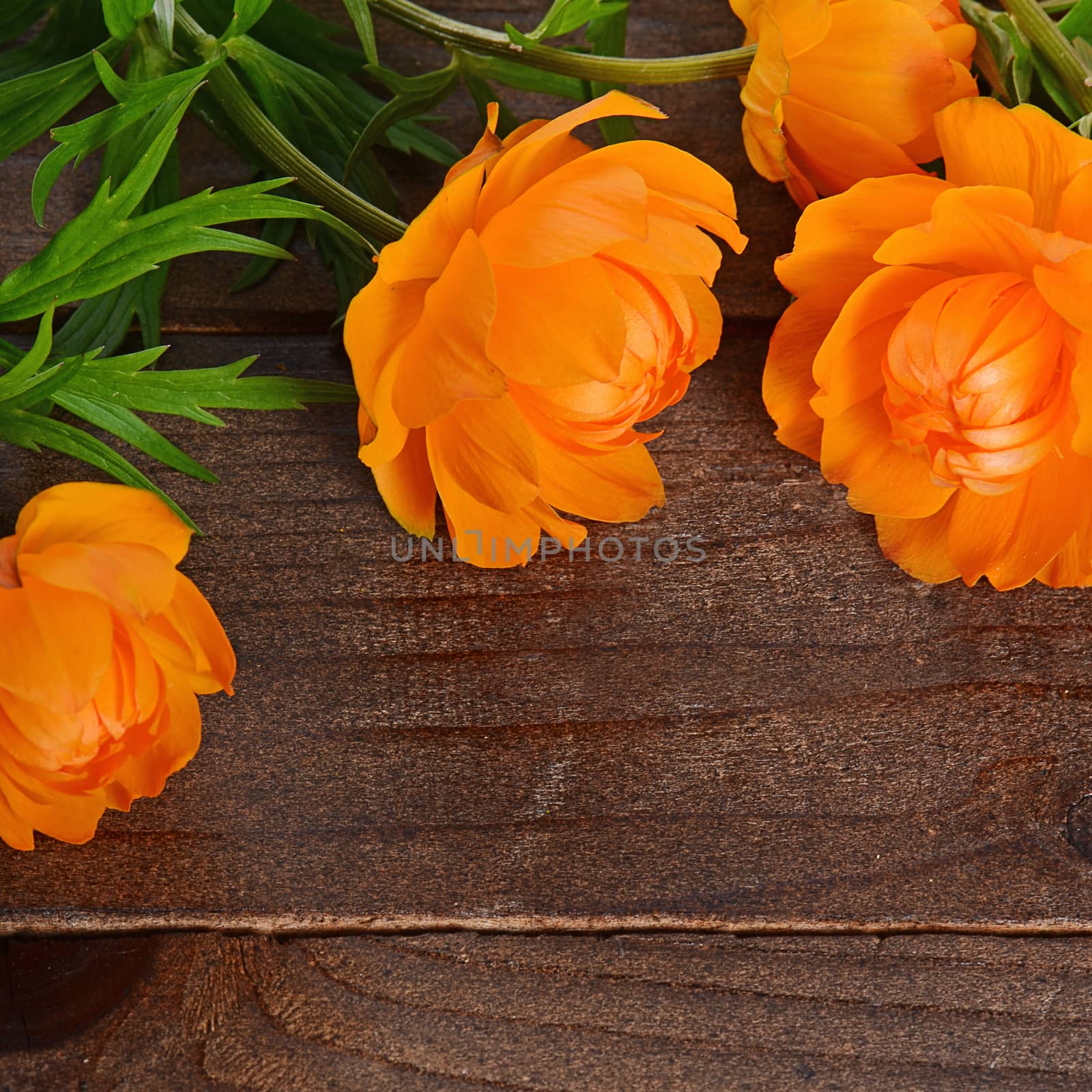 Beautiful orange flowers on wooden background by SvetaVo