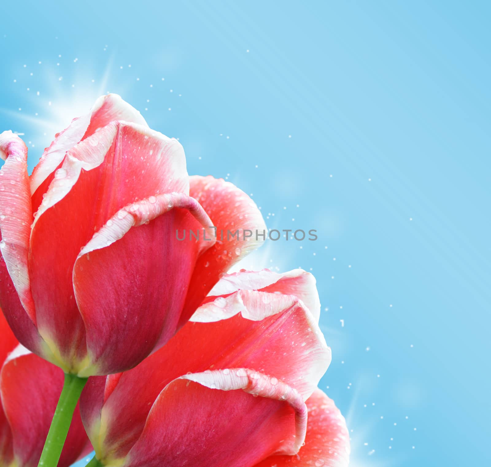 Beautiful red tulip on blue background by SvetaVo