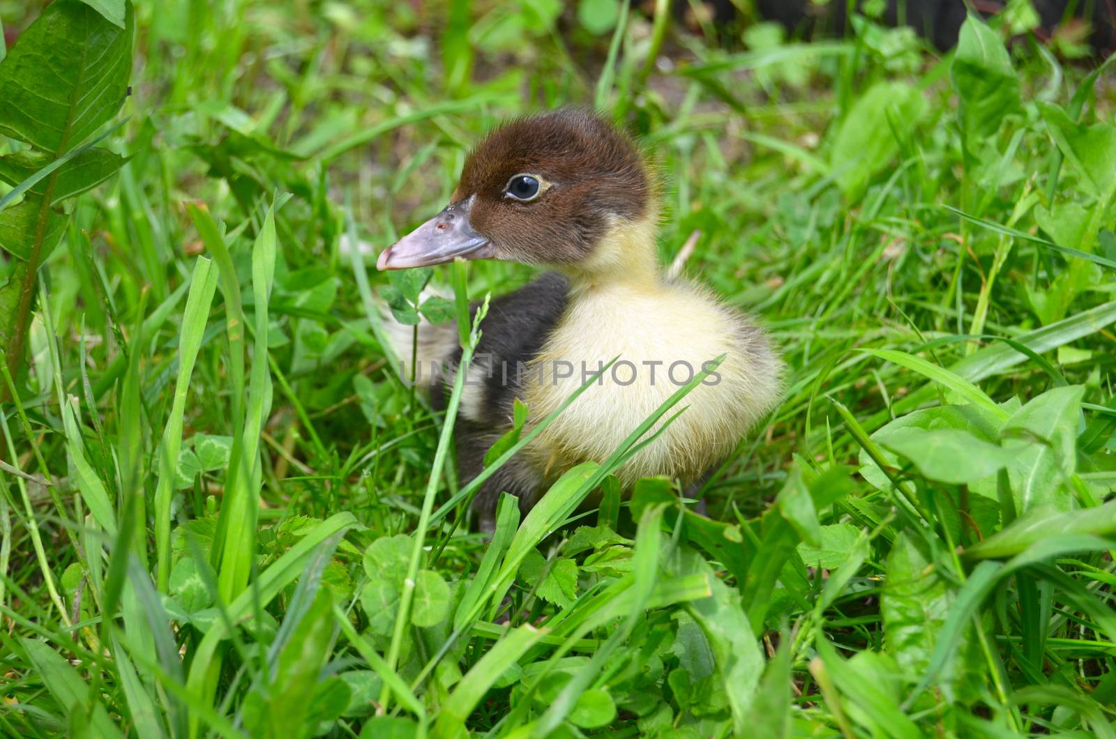 The little musk duck closeup by SvetaVo