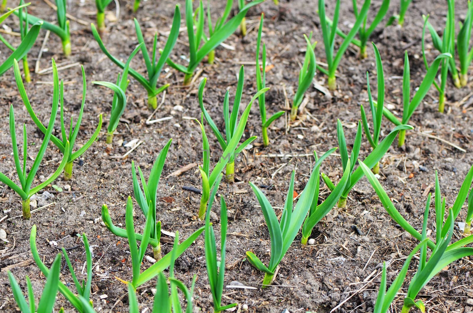 Garlic growing in the garden closeup by SvetaVo