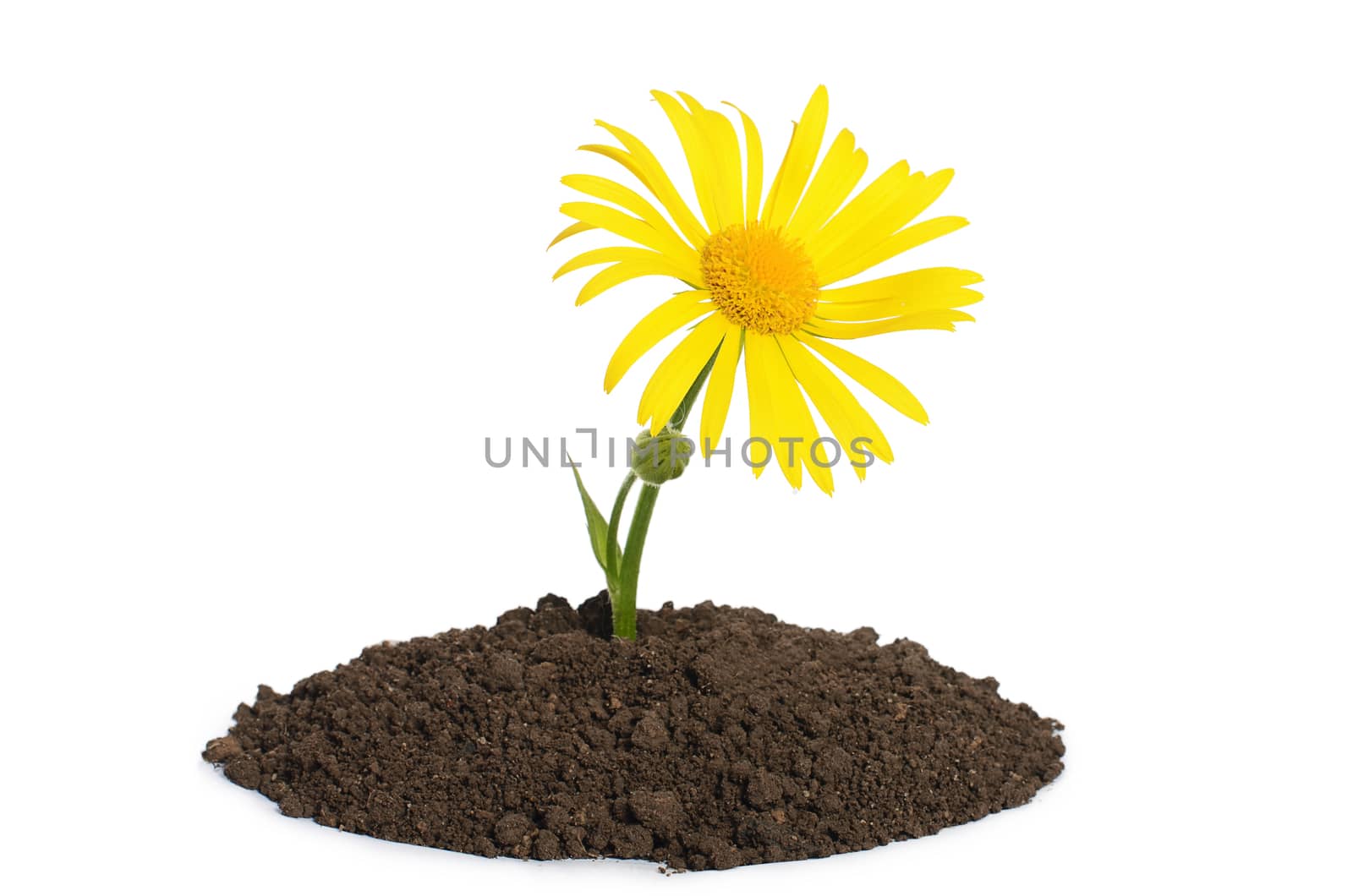 Yellow chamomile in soil isolated on white