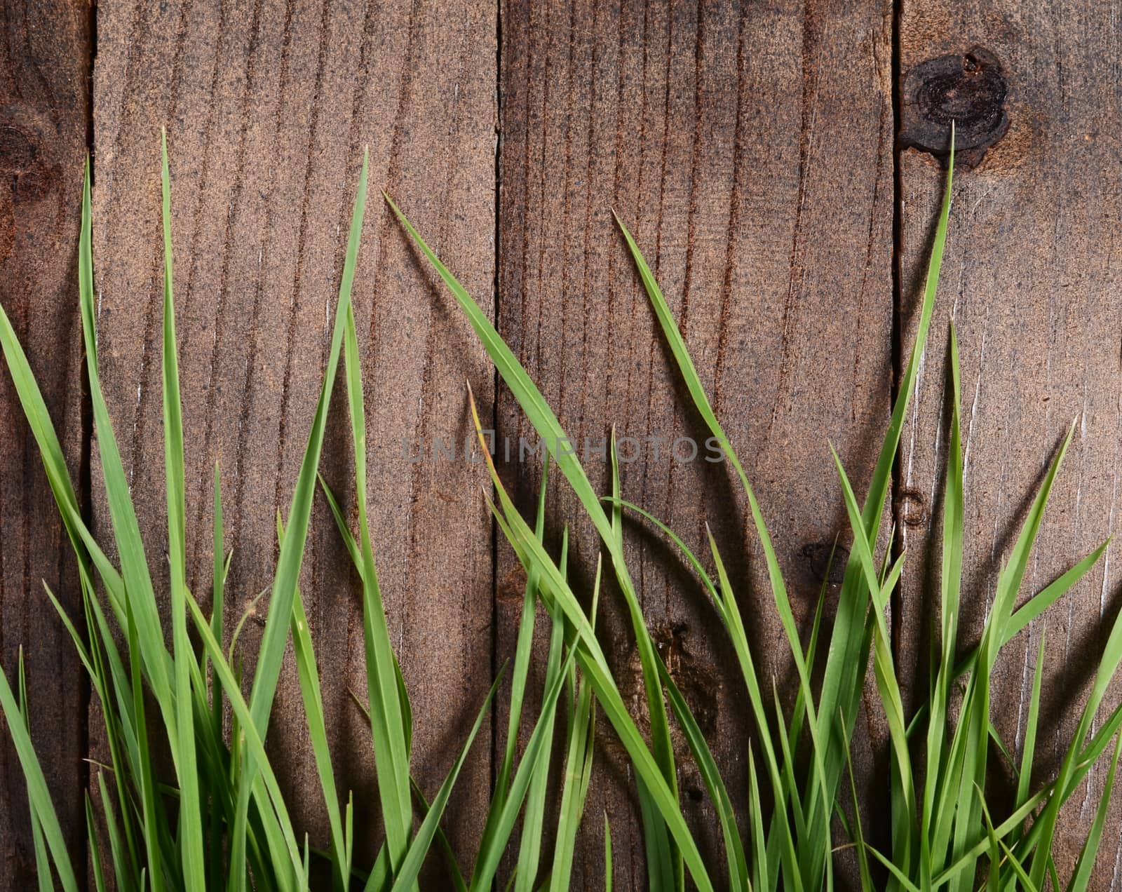 The green grass on a wooden background