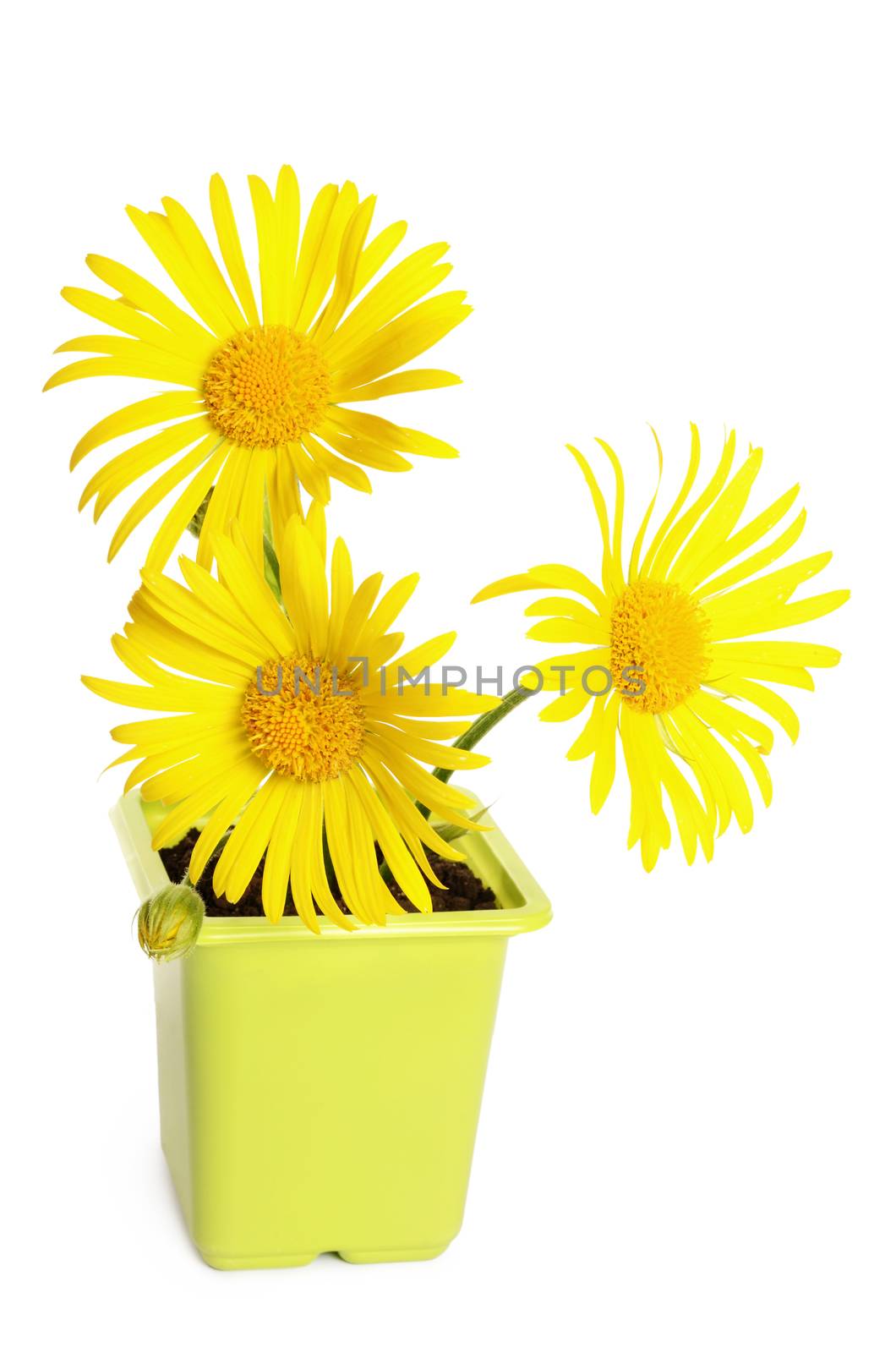 Yellow chamomile in a flower pot isolated
