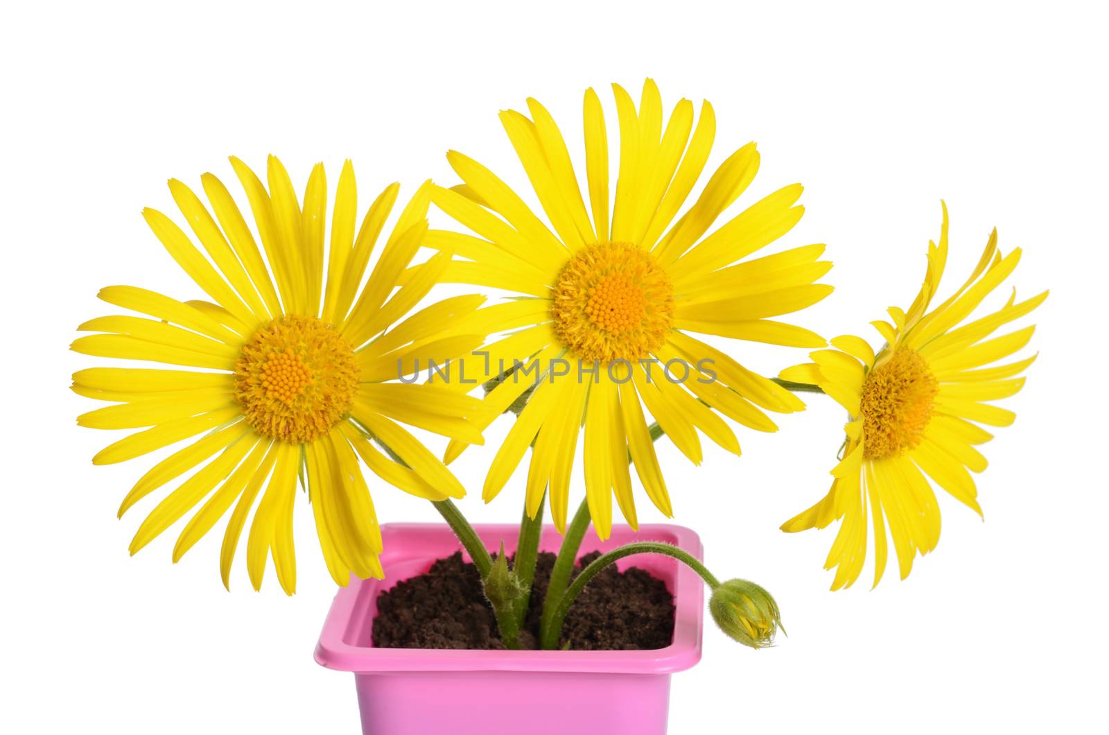 Yellow daisies in a flower pot by SvetaVo