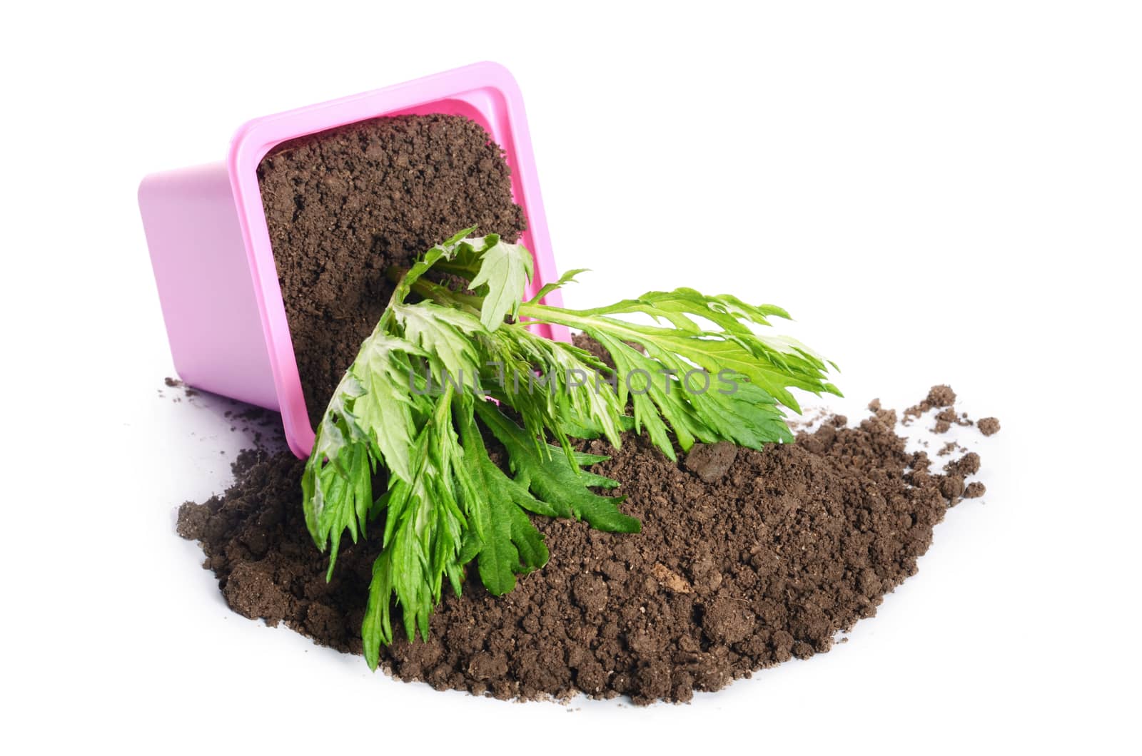 Green plant in a flower pot isolated