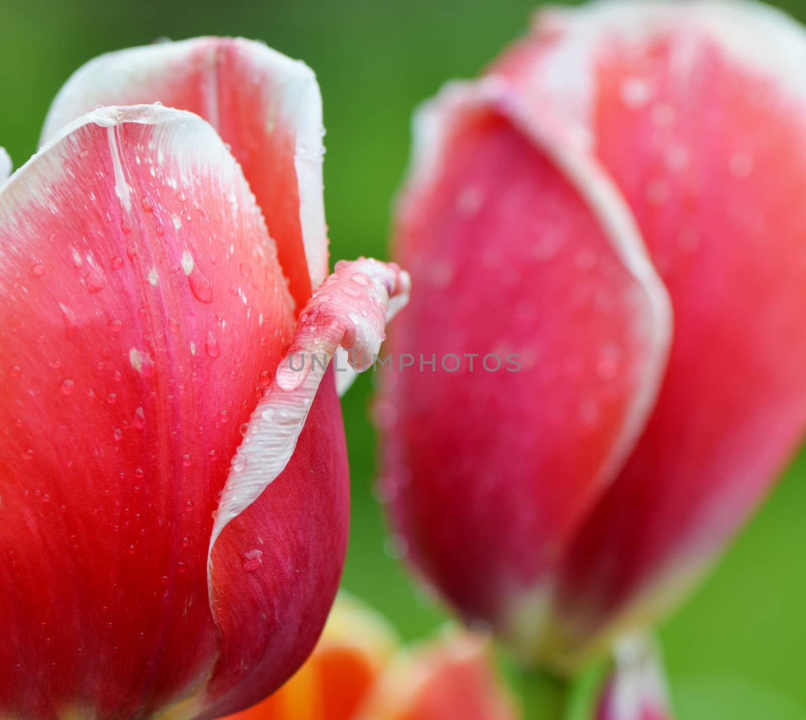 Beautiful red tulip on a green background