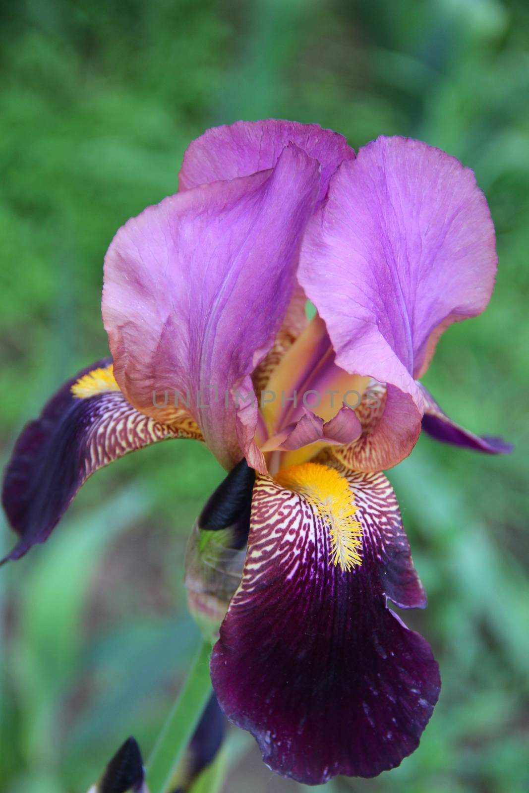 one big violet iris on the garden. photo