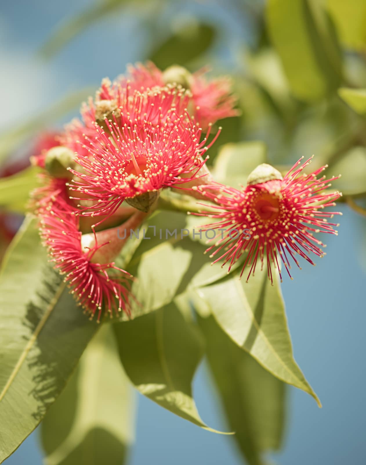 Australian native flowering gum tree with red flowers and green foliage against blue sky