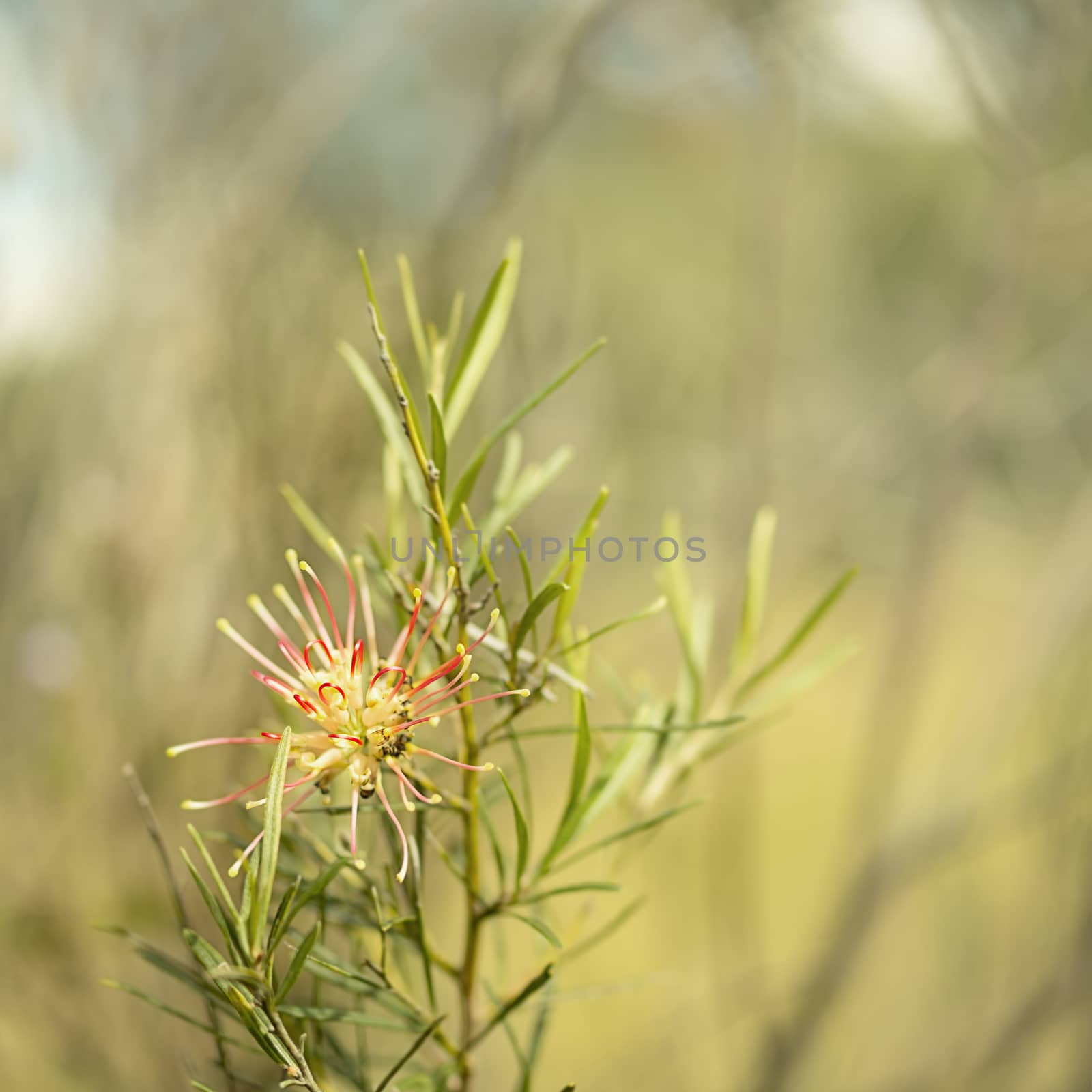 Square image of Australian native Grevillea Flora mason spider flower bloom in winter