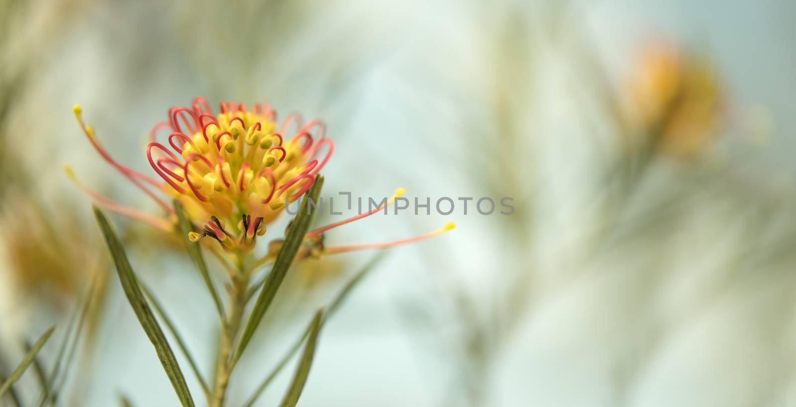 Condolence card sad occasion background with Australian flora theme and space for greeting