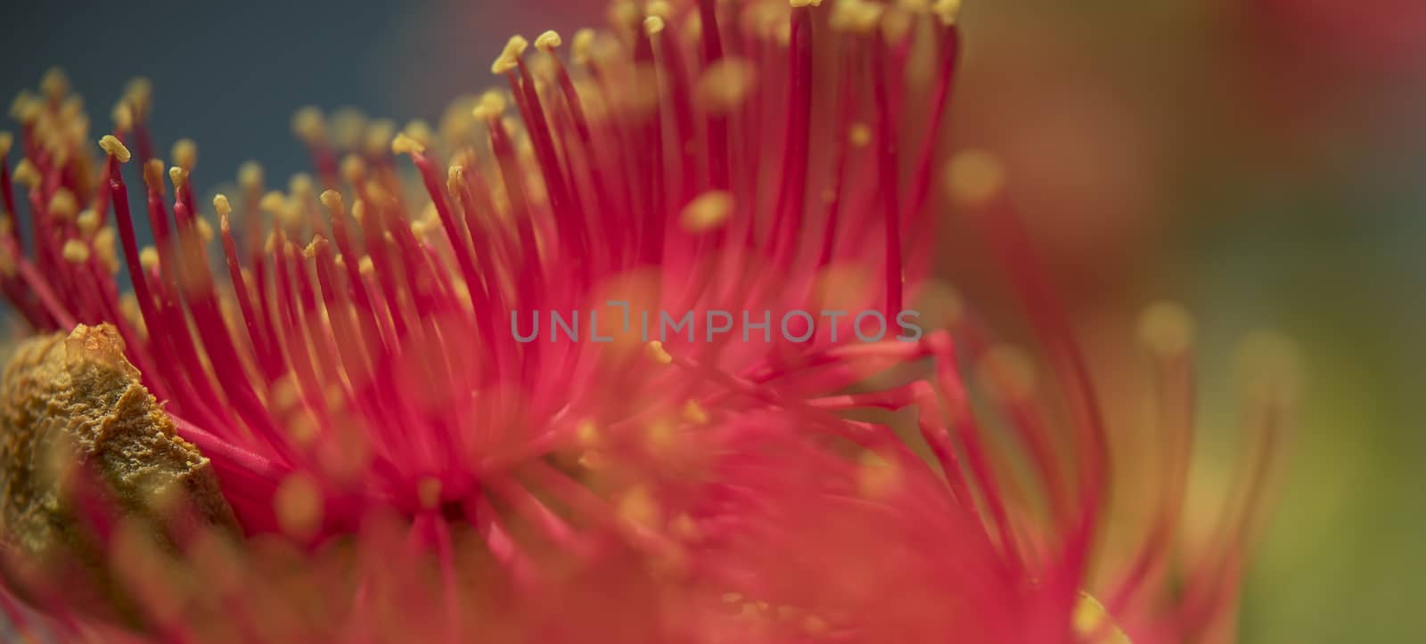 Deep colorful floral nature background with Australian red gum flower macro panorama view