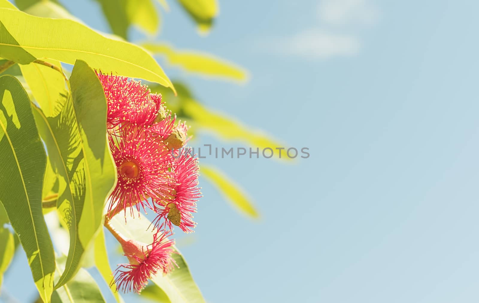 Australian red gum flowers in sunlight with blue sky condolence background
