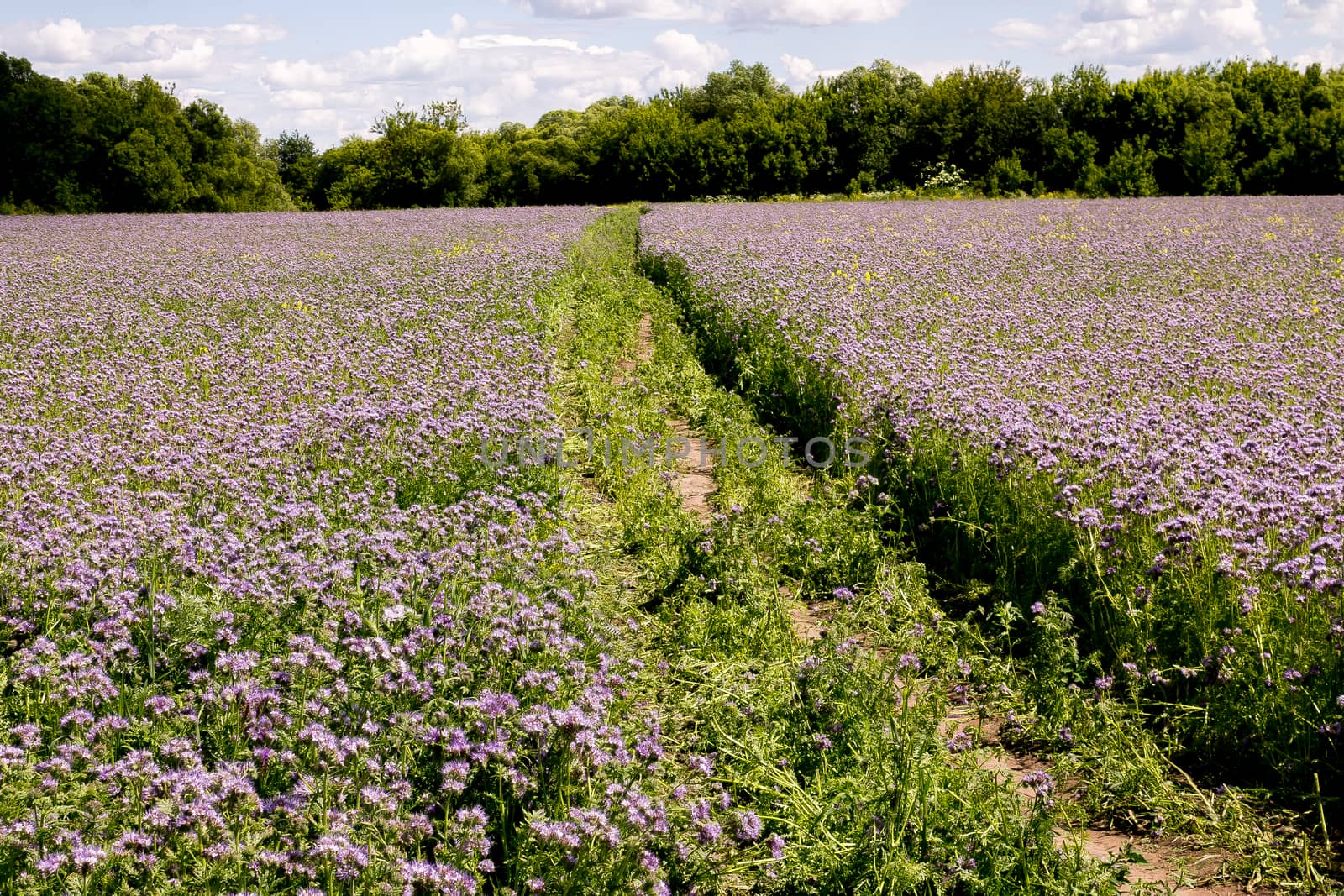purple lavender flowers in the field.