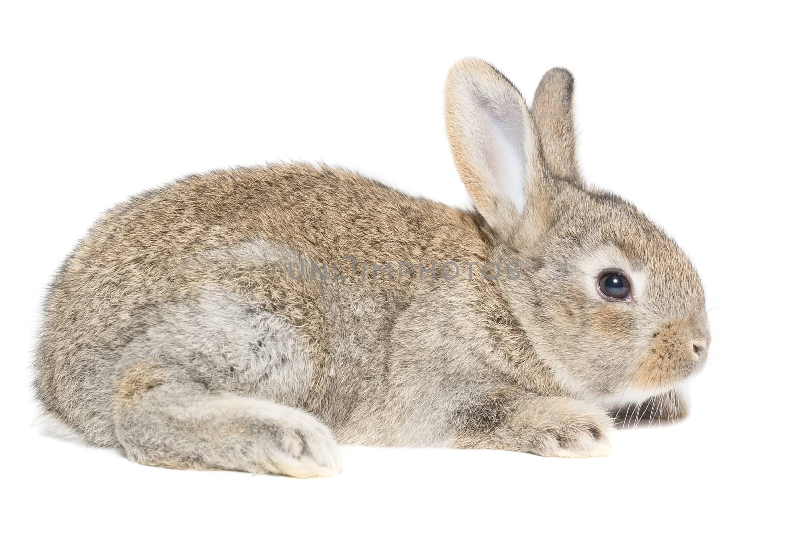 The picture shows a rabbit on a white background