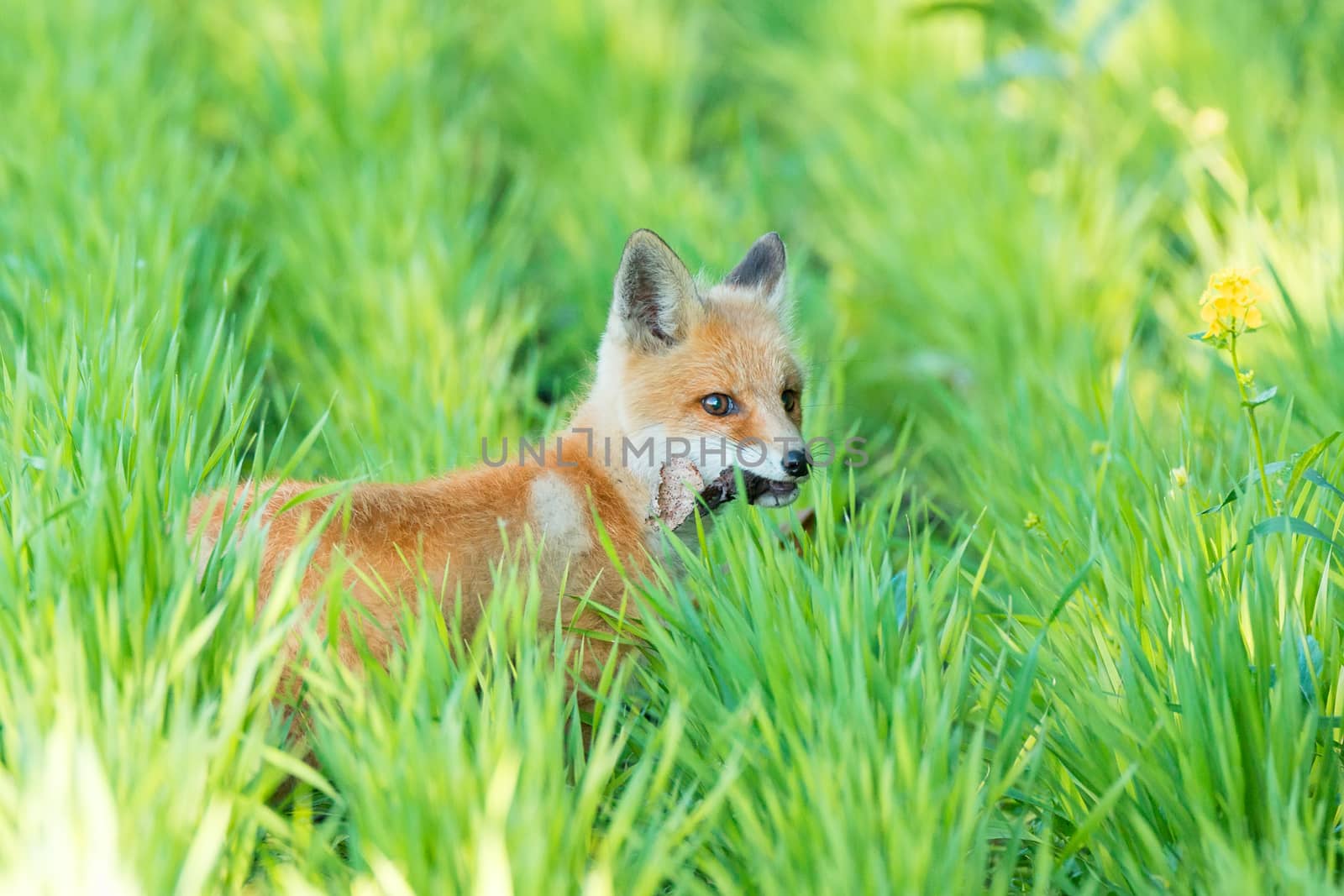 fox on the grass by AlexBush