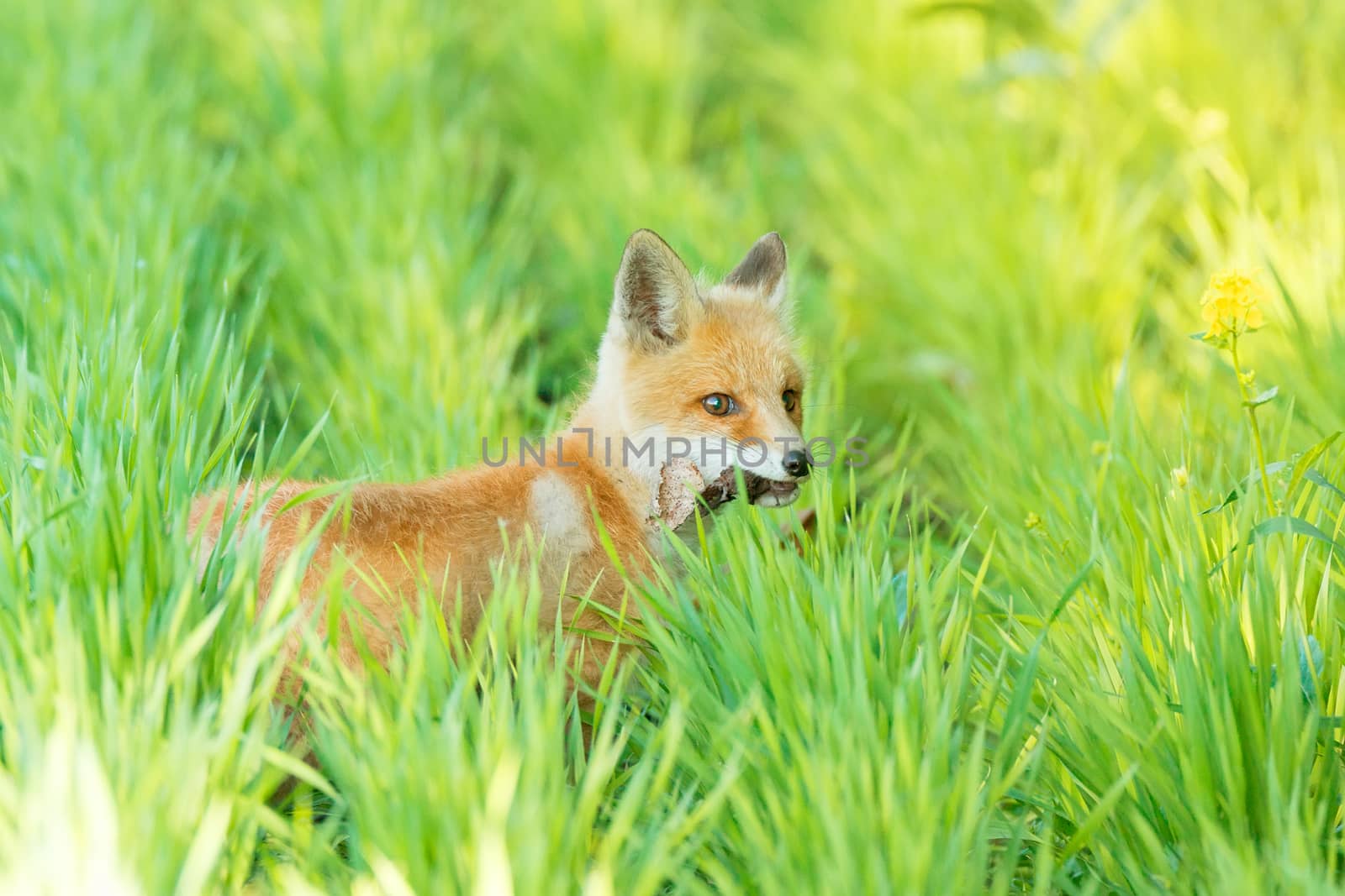fox on the grass by AlexBush