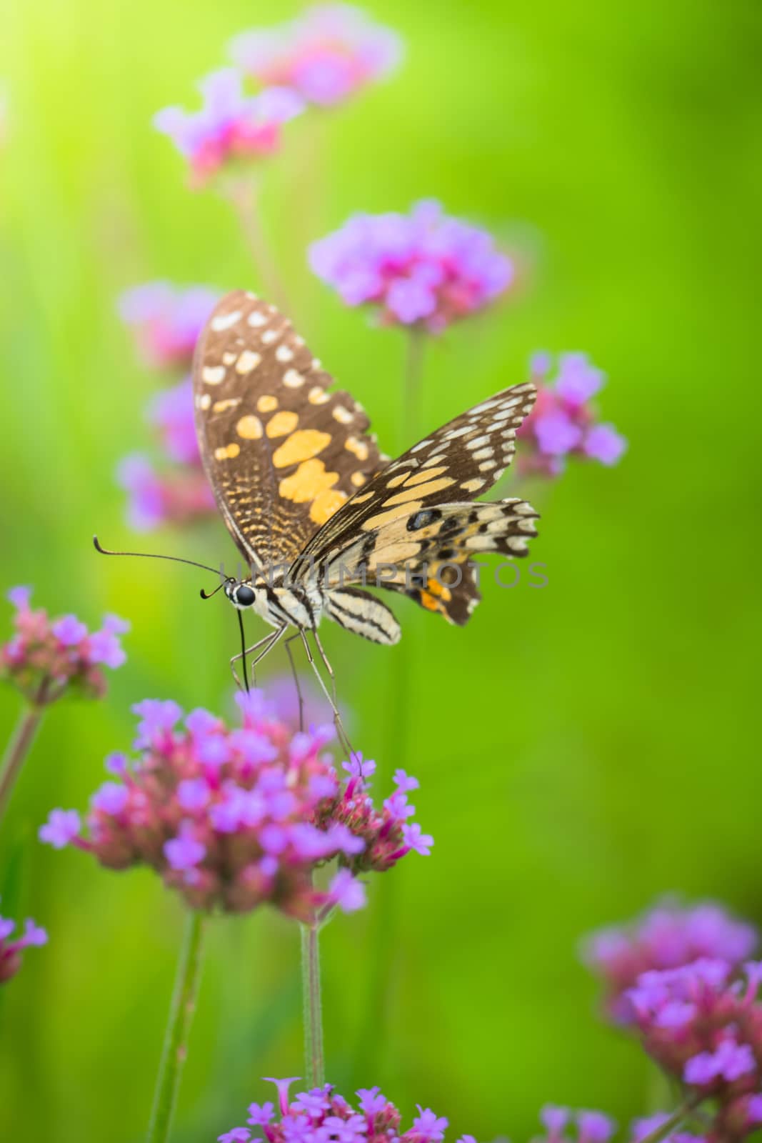 Beautiful Butterfly on Colorful Flower by teerawit