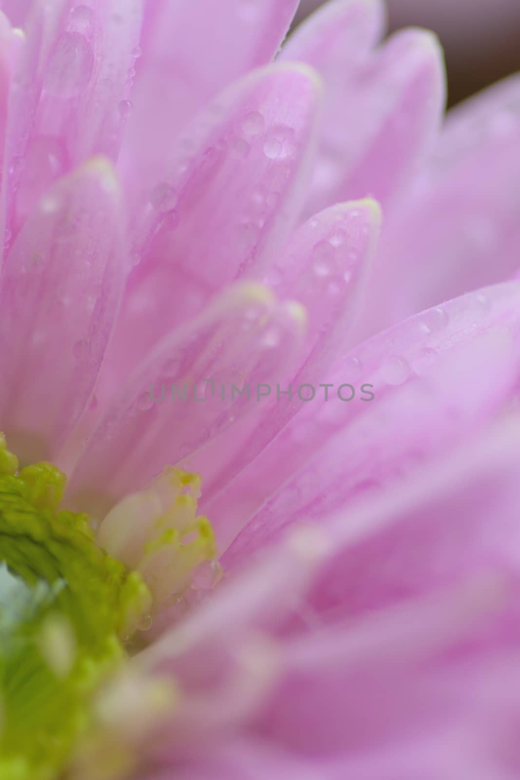 Macro texture of pink Dahlia flower petals with water droplet in vertical frame